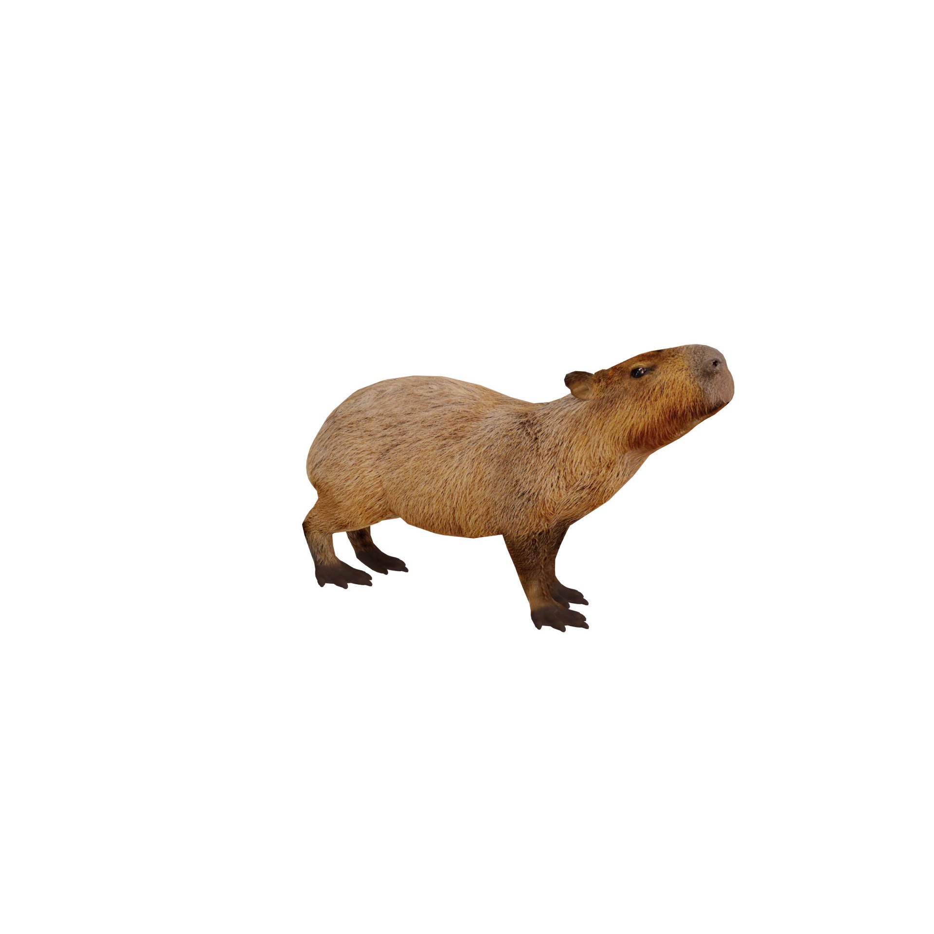 Capybara - Low-Poly Game-Ready 3D Model - View 22