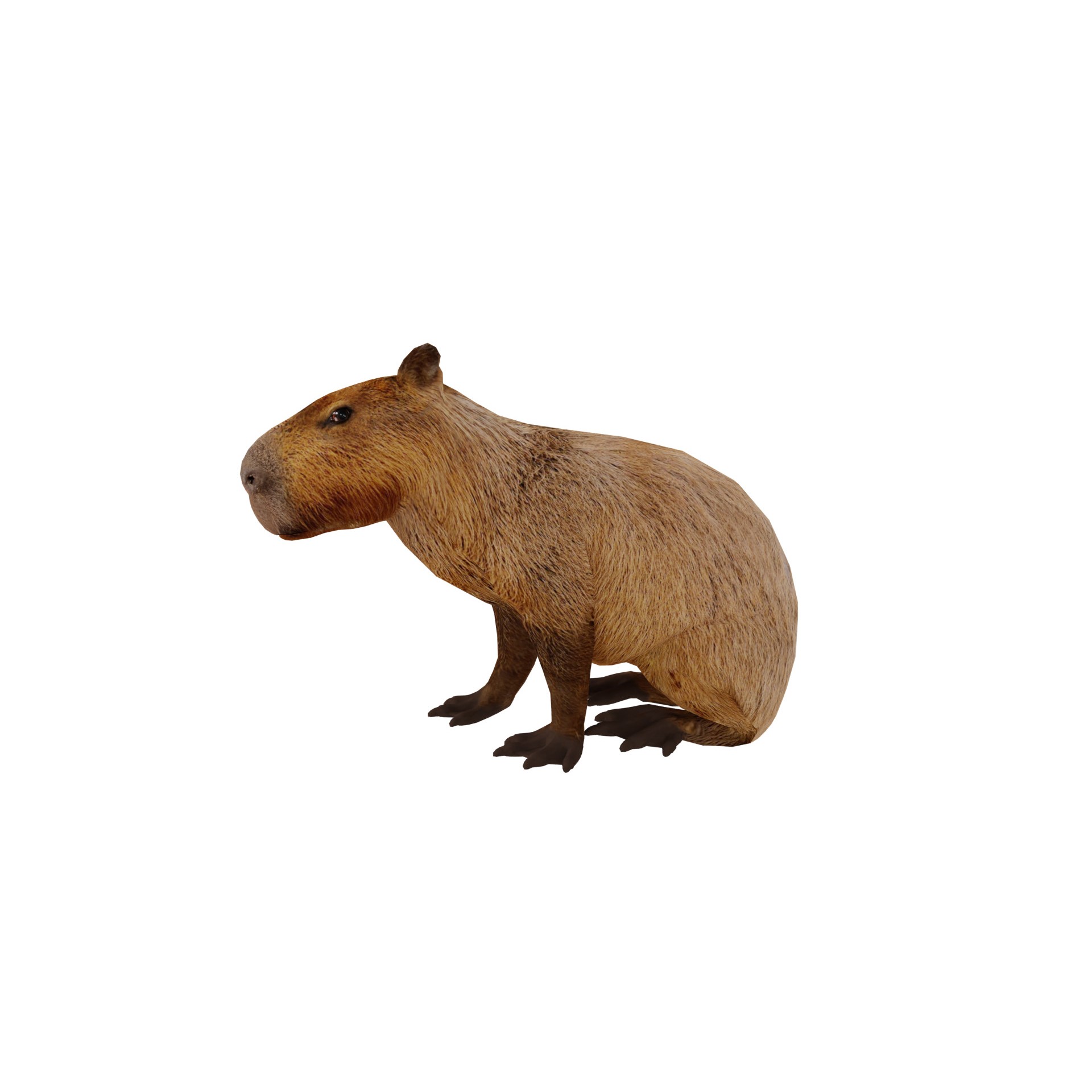 Capybara - Low-Poly Game-Ready 3D Model - View 23