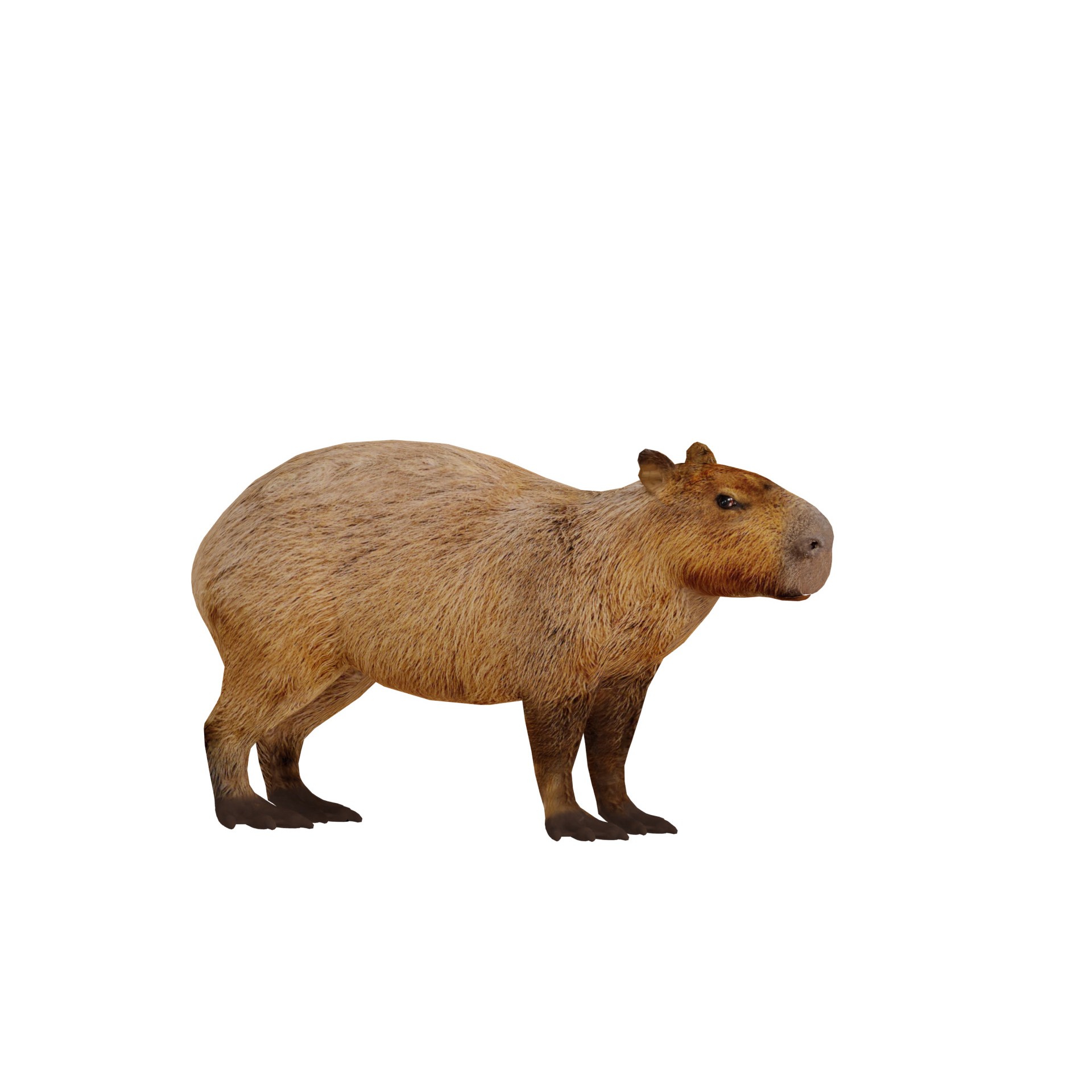 Capybara - Low-Poly Game-Ready 3D Model - View 24