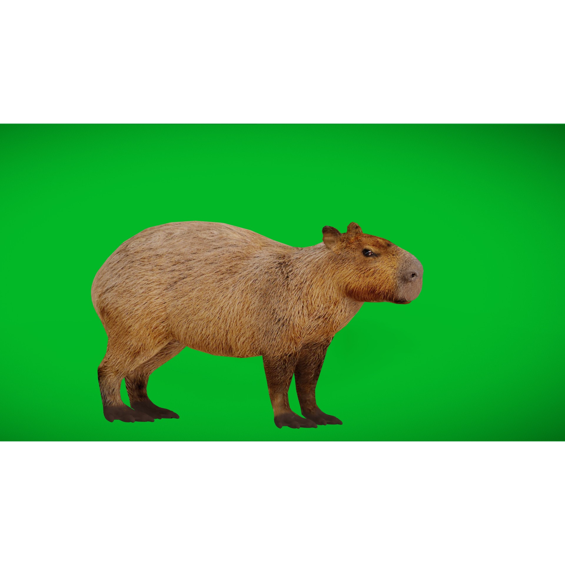 Capybara - Low-Poly Game-Ready 3D Model - View 29