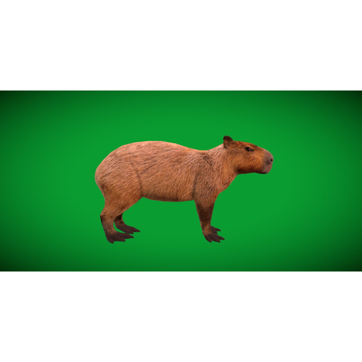 Capybara - Low-Poly Game-Ready 3D Model - View 3