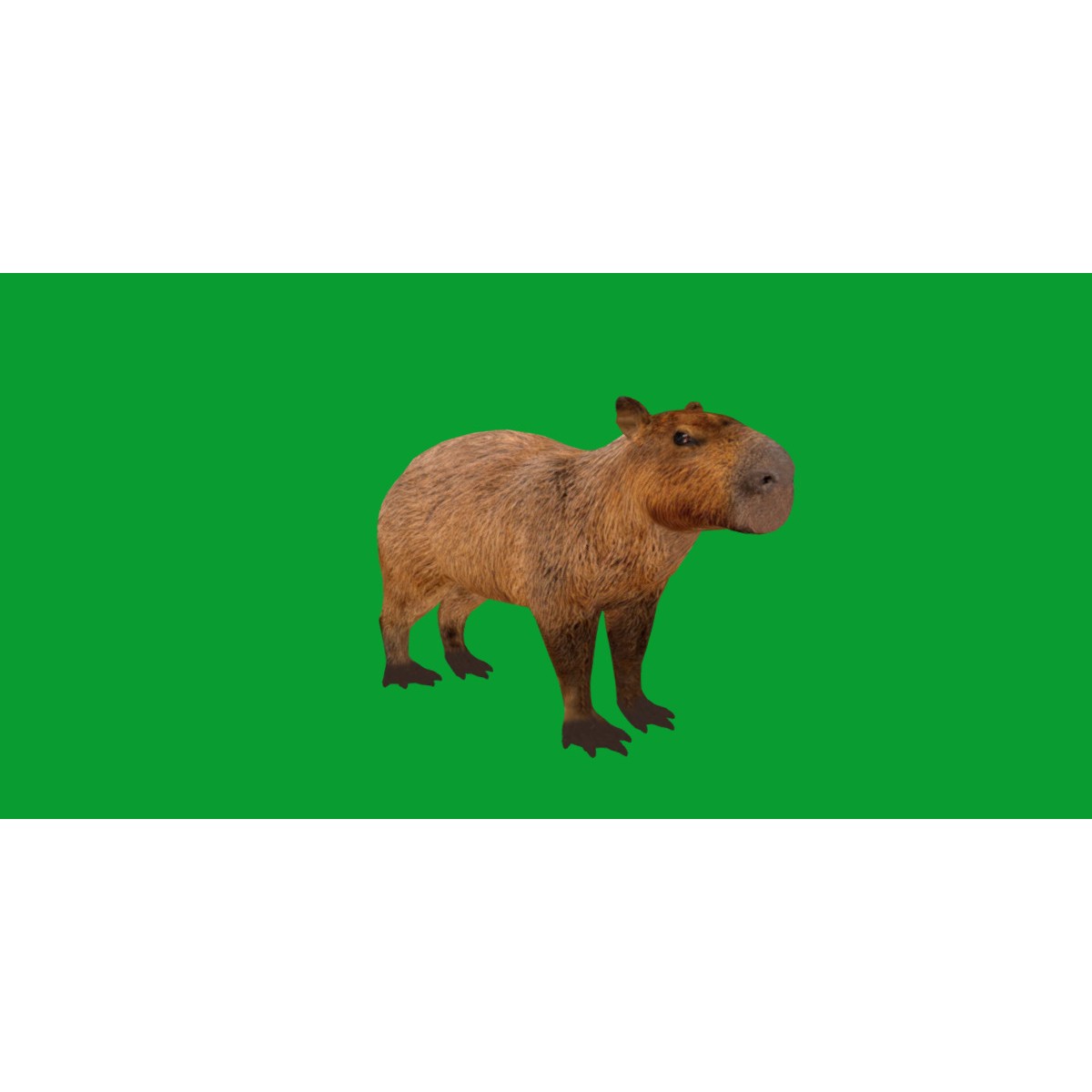 Capybara - Low-Poly Game-Ready 3D Model - View 32