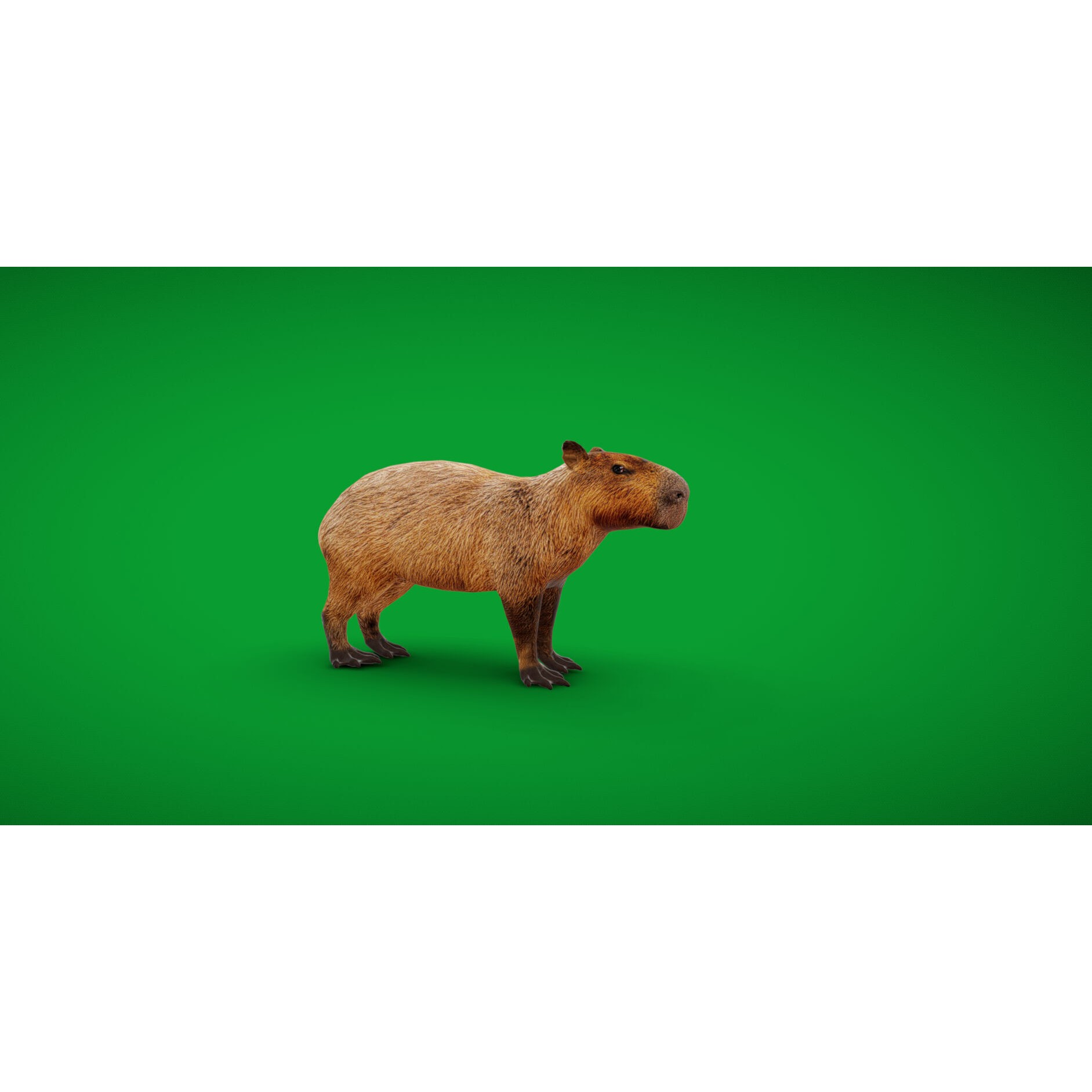 Capybara - Low-Poly Game-Ready 3D Model - View 40
