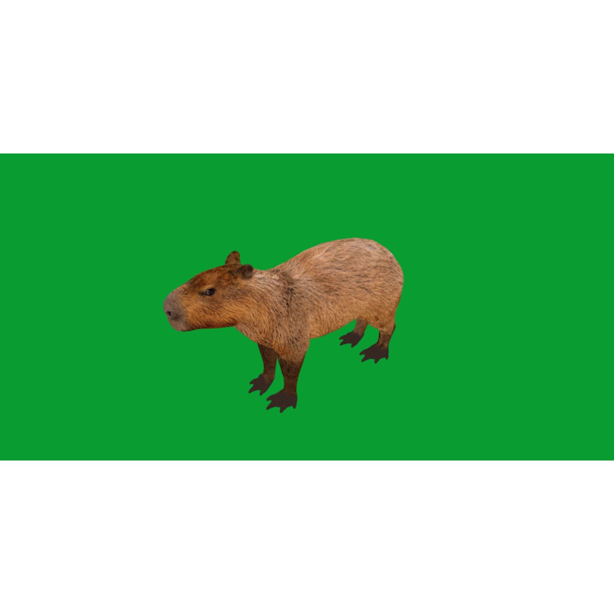 Capybara - Low-Poly Game-Ready 3D Model - View 47