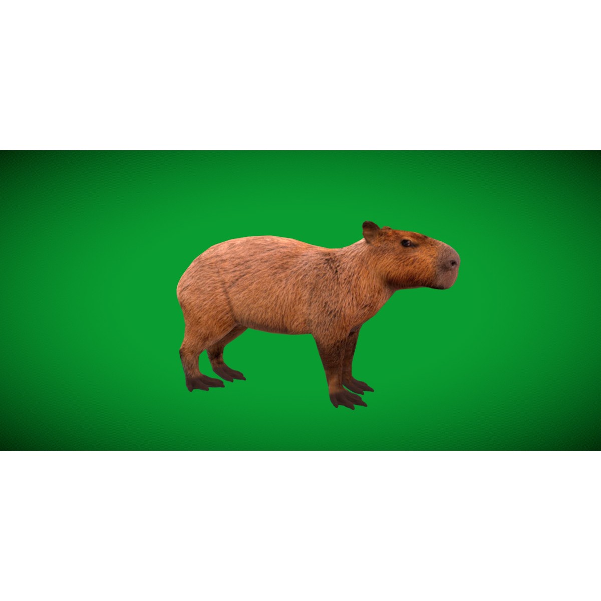 Capybara - Low-Poly Game-Ready 3D Model - View 52
