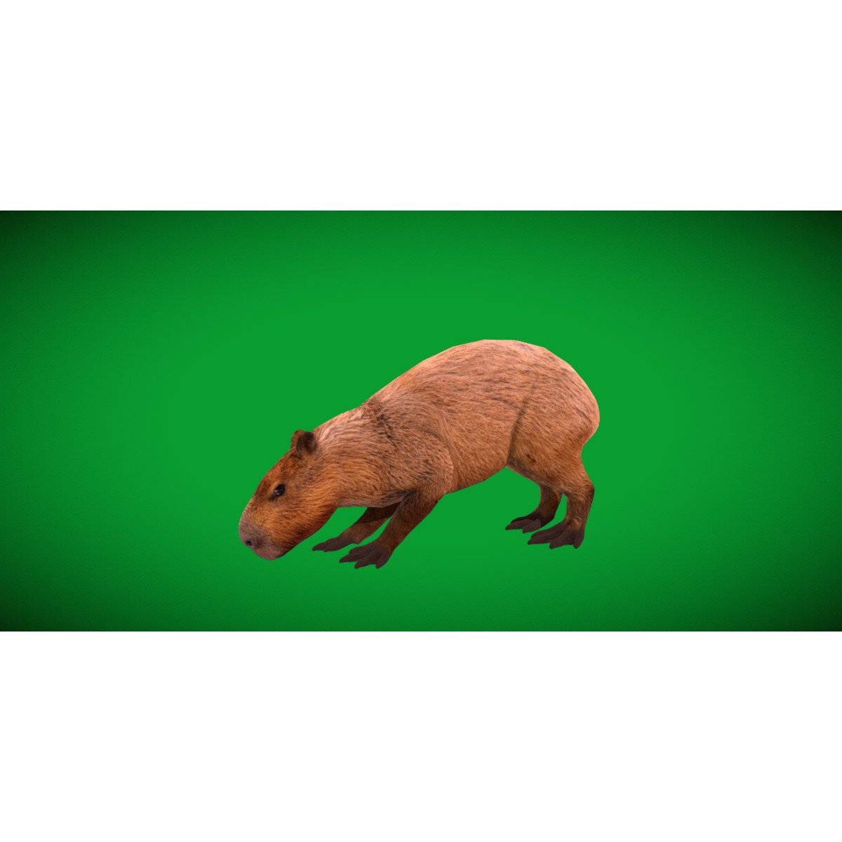 Capybara - Low-Poly Game-Ready 3D Model - View 56