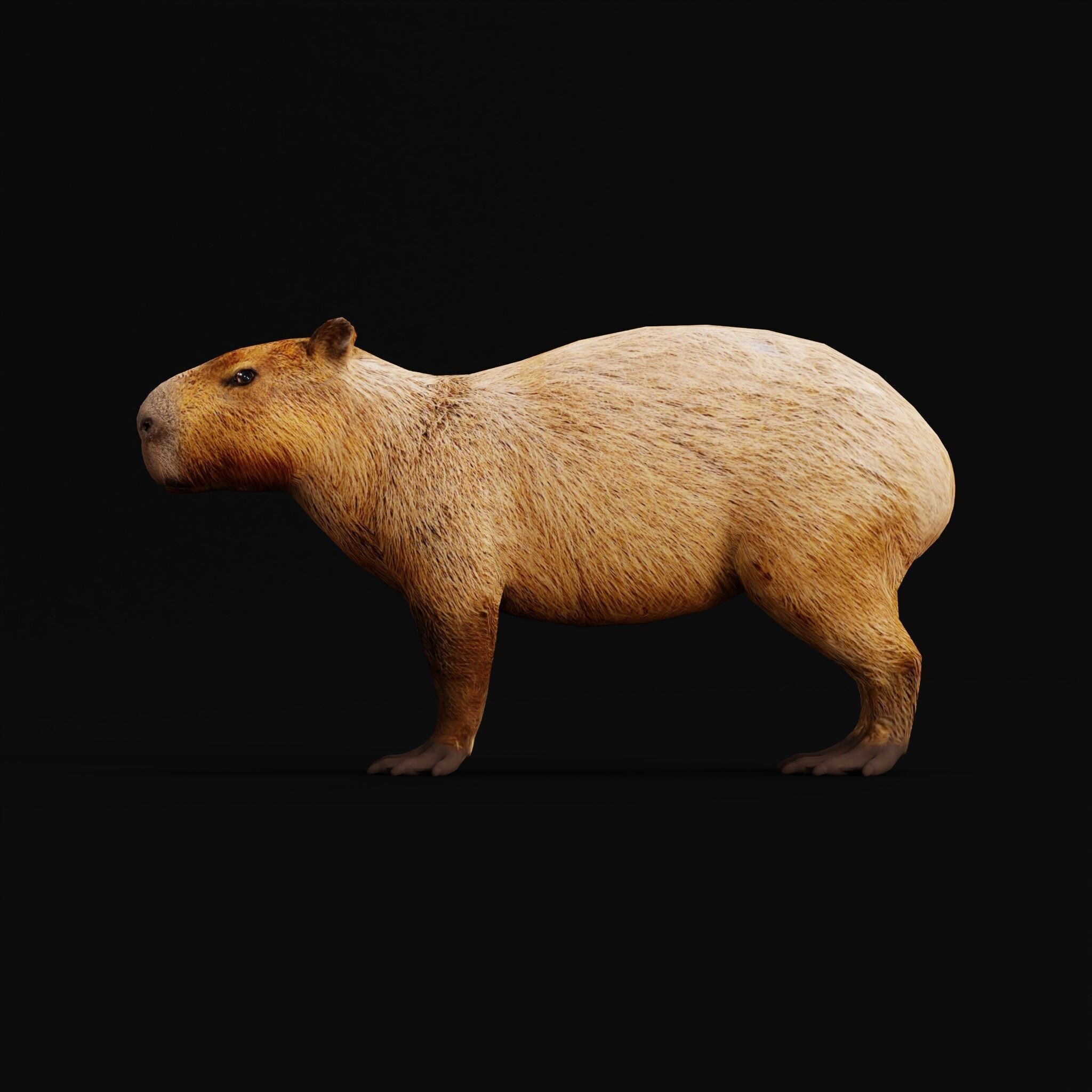 Capybara - Low-Poly Game-Ready 3D Model - View 7