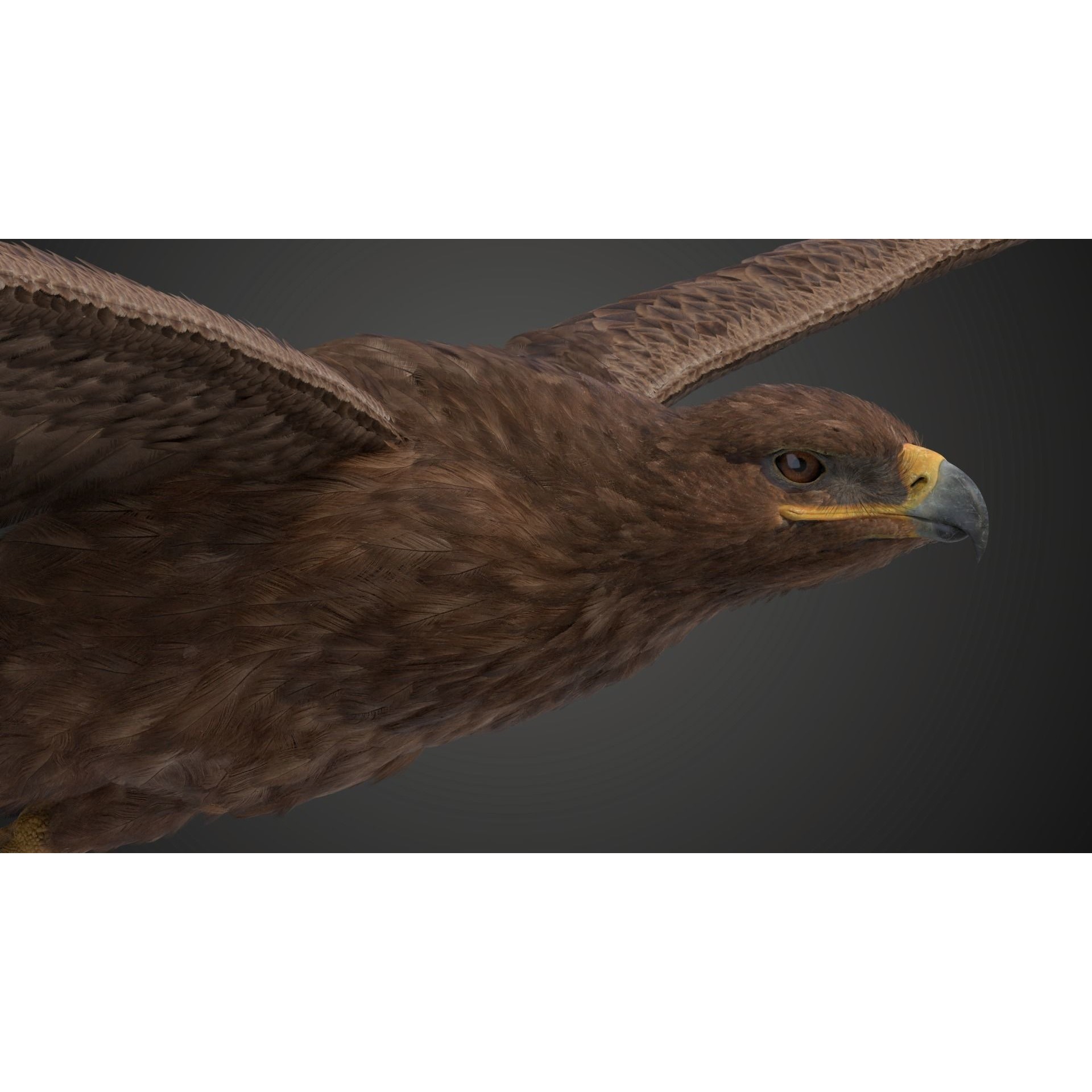 Aquila Nipalensis - Rigged Animated 3D Model - View 10