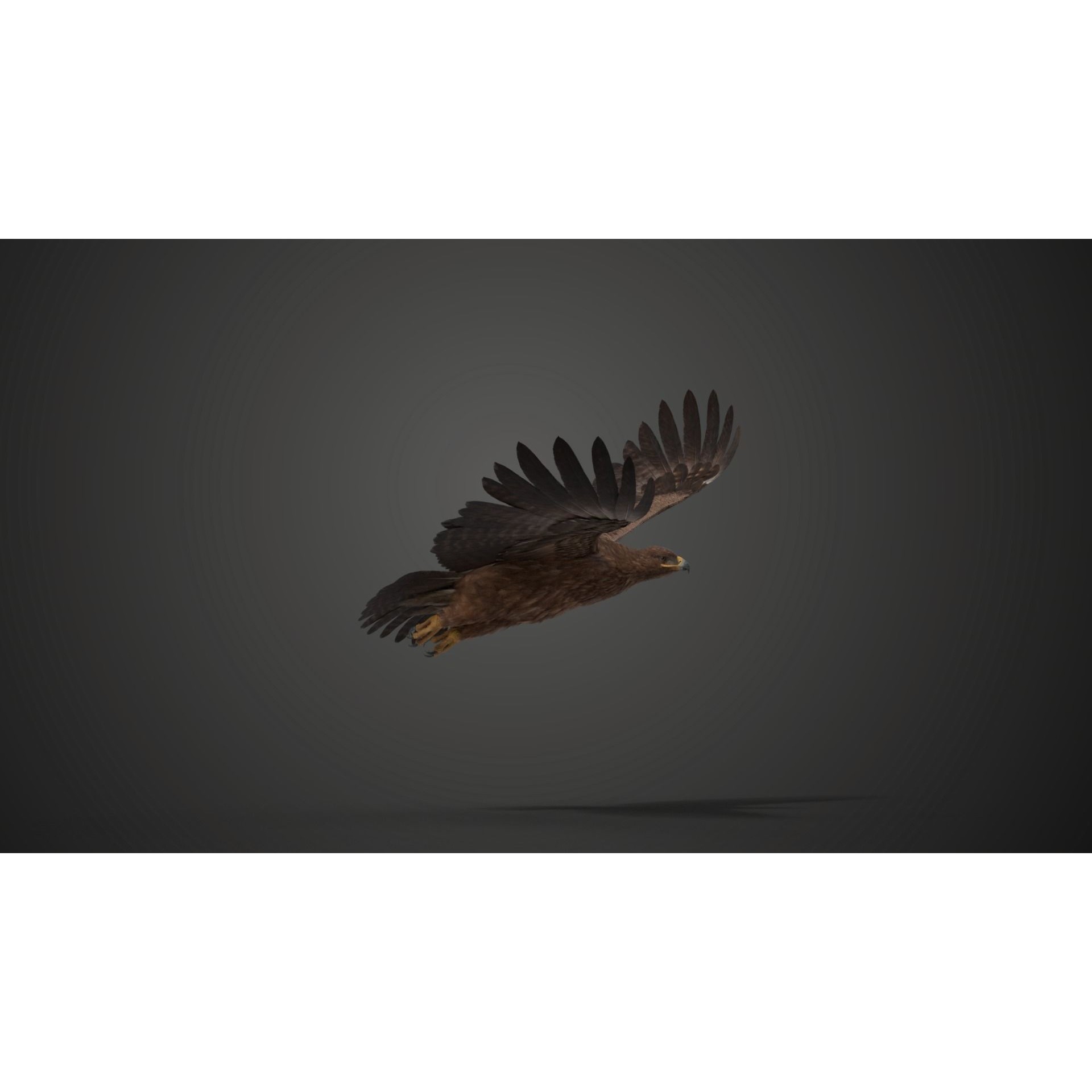 Aquila Nipalensis - Rigged Animated 3D Model - View 12