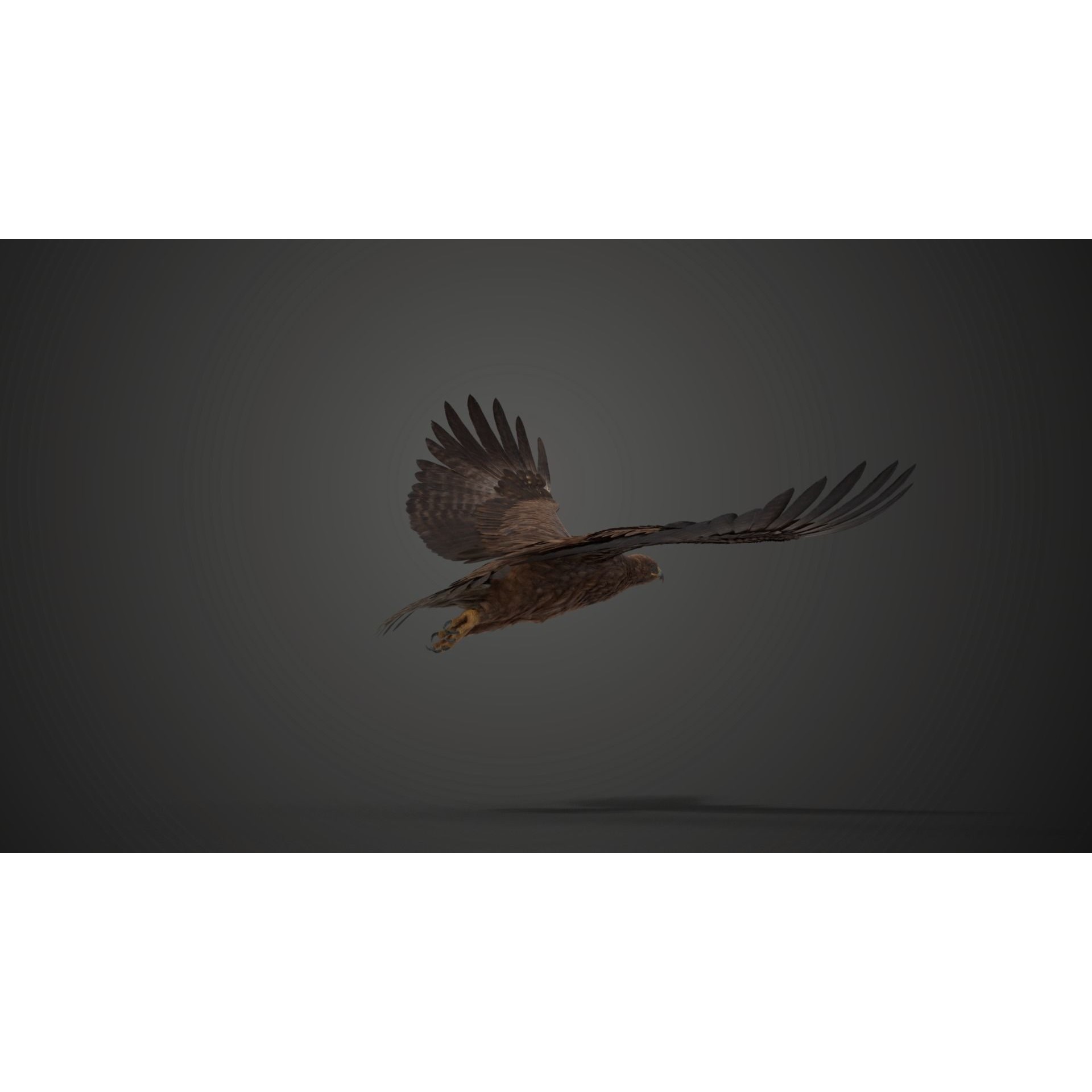Aquila Nipalensis - Rigged Animated 3D Model - View 13
