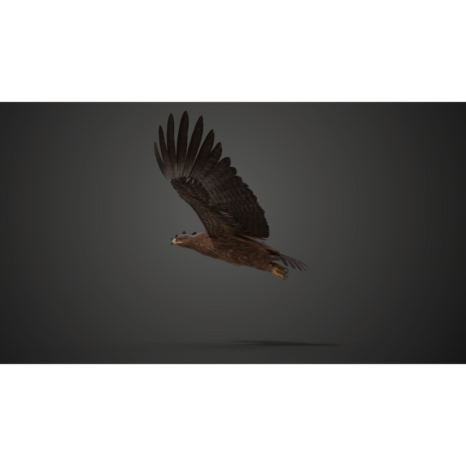 Aquila Nipalensis - Rigged Animated 3D Model - View 14