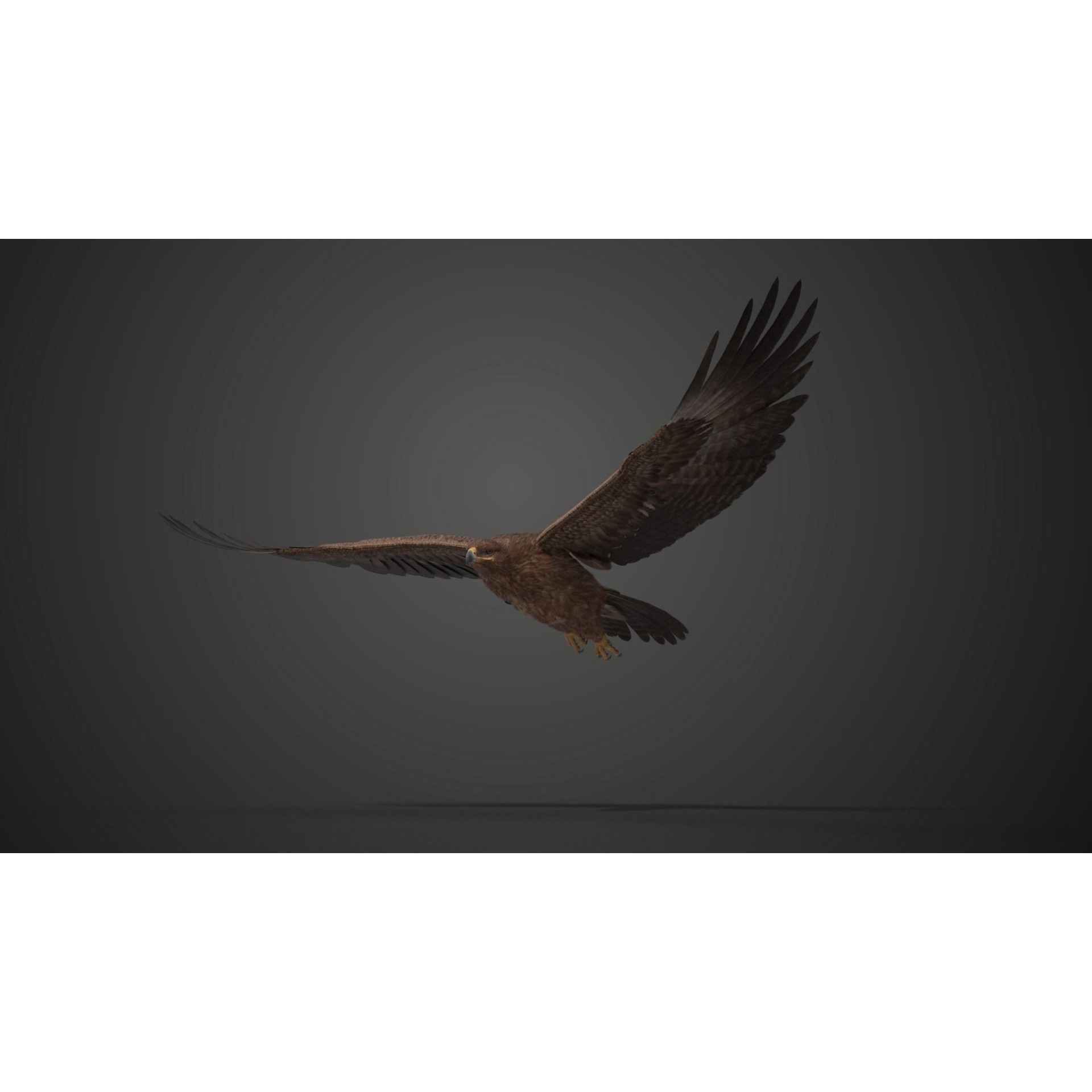 Aquila Nipalensis - Rigged Animated 3D Model - View 15