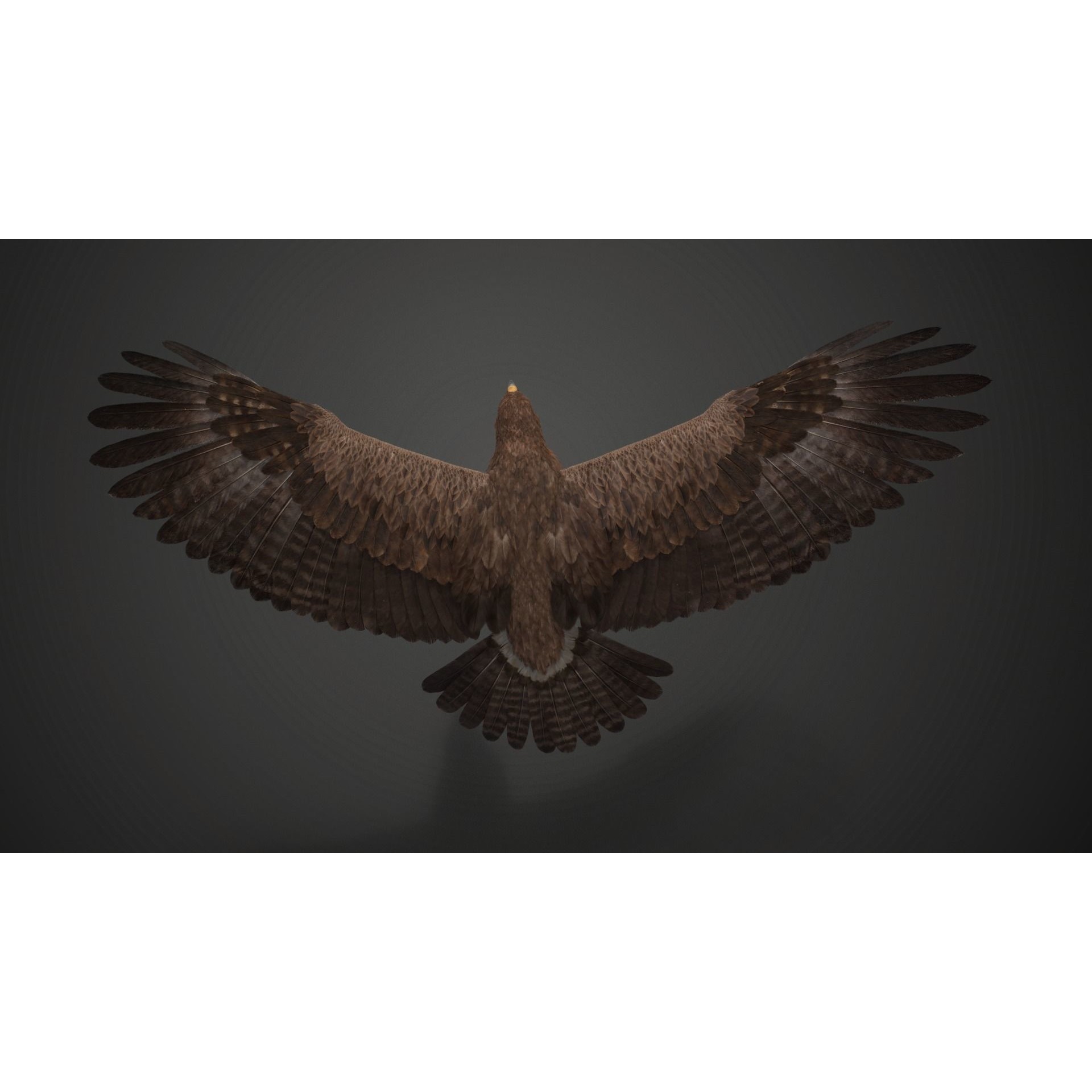 Aquila Nipalensis - Rigged Animated 3D Model - View 16