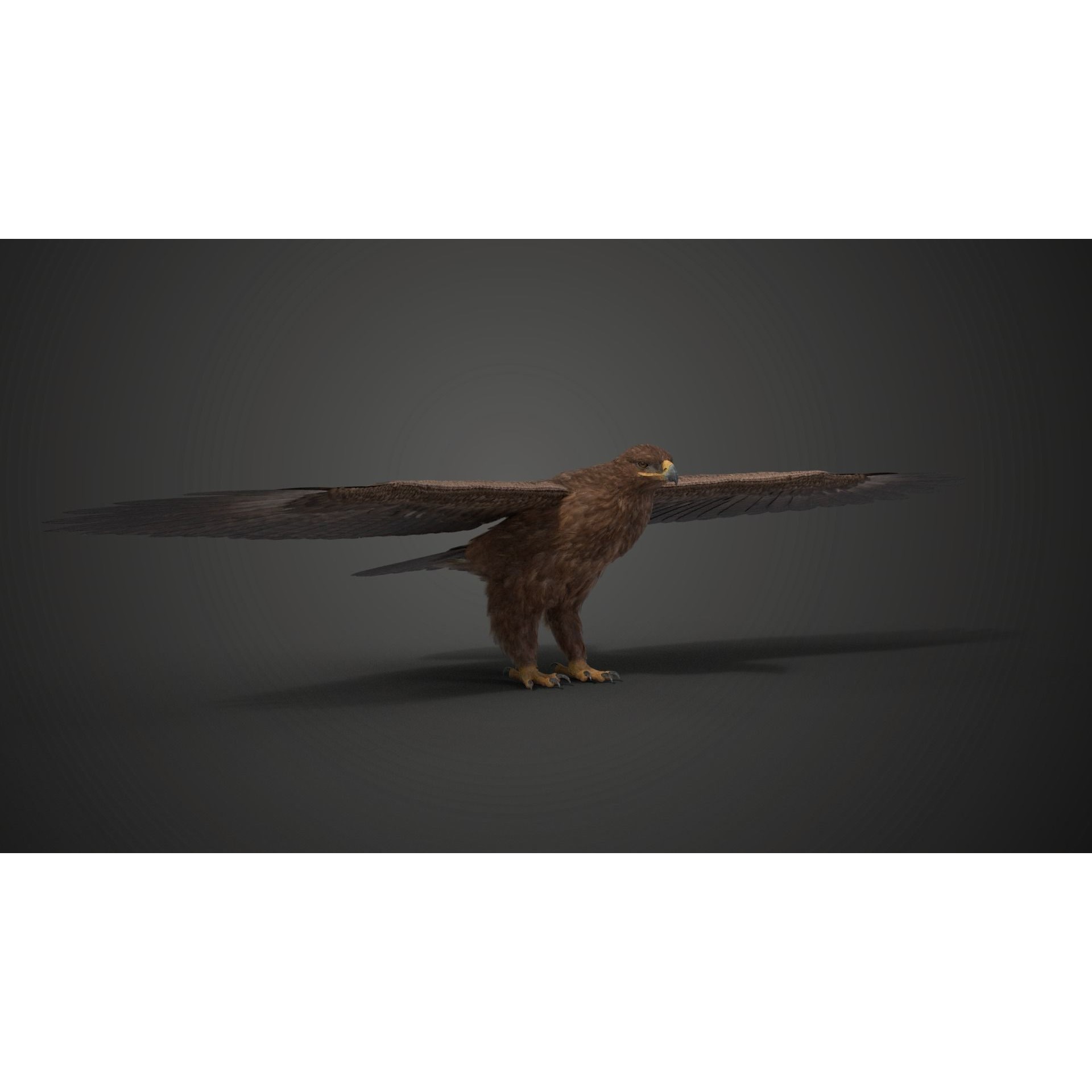 Aquila Nipalensis - Rigged Animated 3D Model - View 17