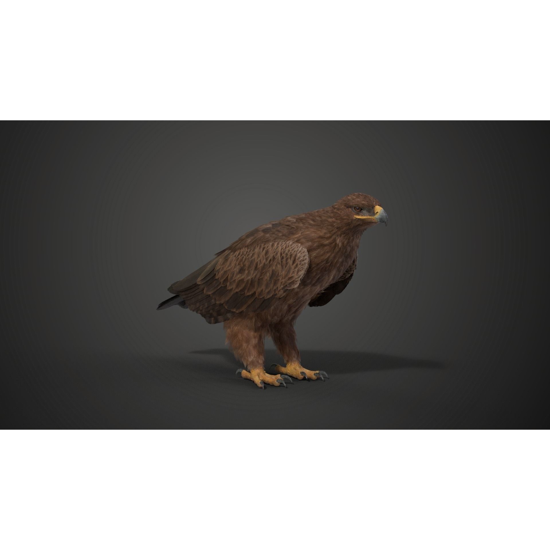 Aquila Nipalensis - Rigged Animated 3D Model - View 18