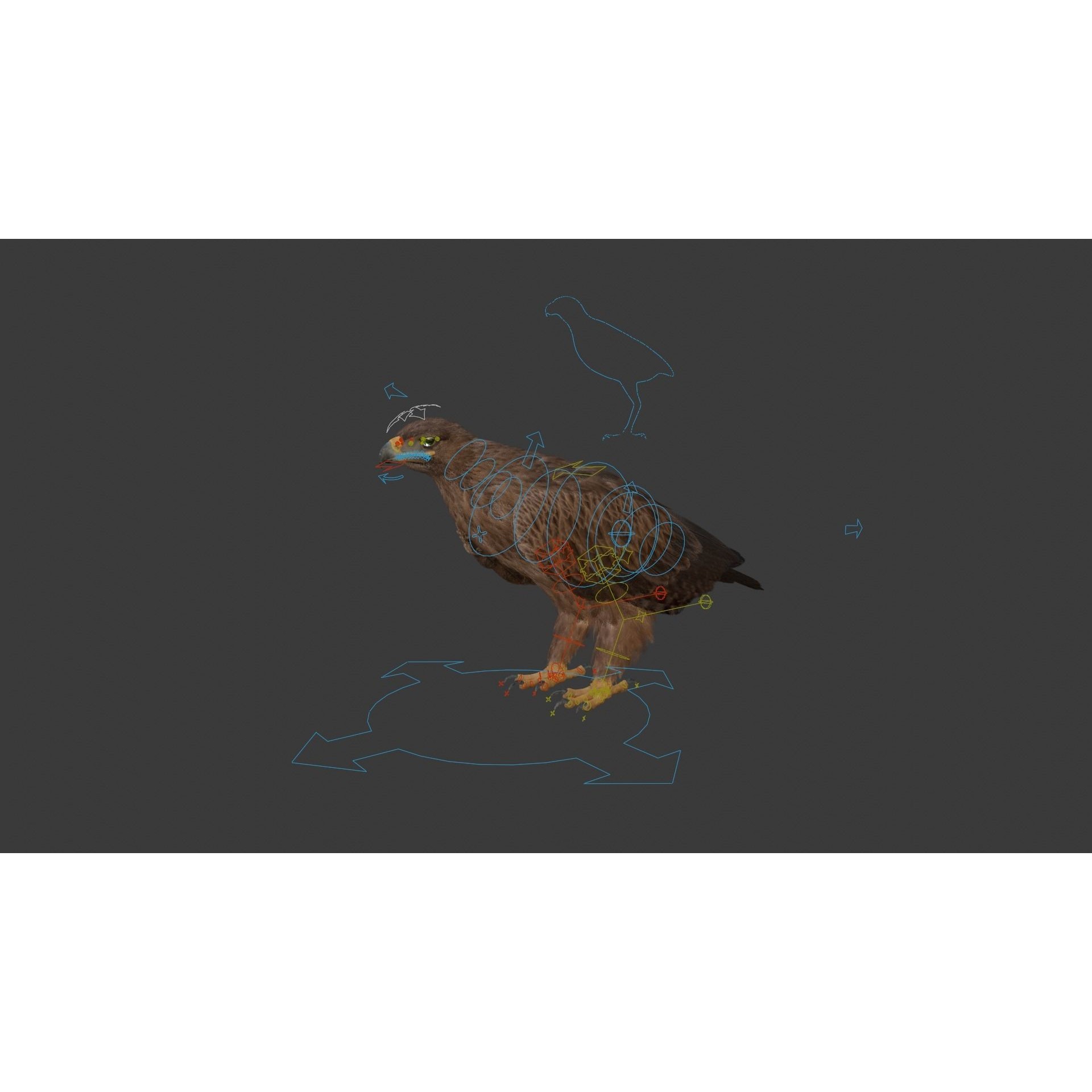 Aquila Nipalensis - Rigged Animated 3D Model - View 19