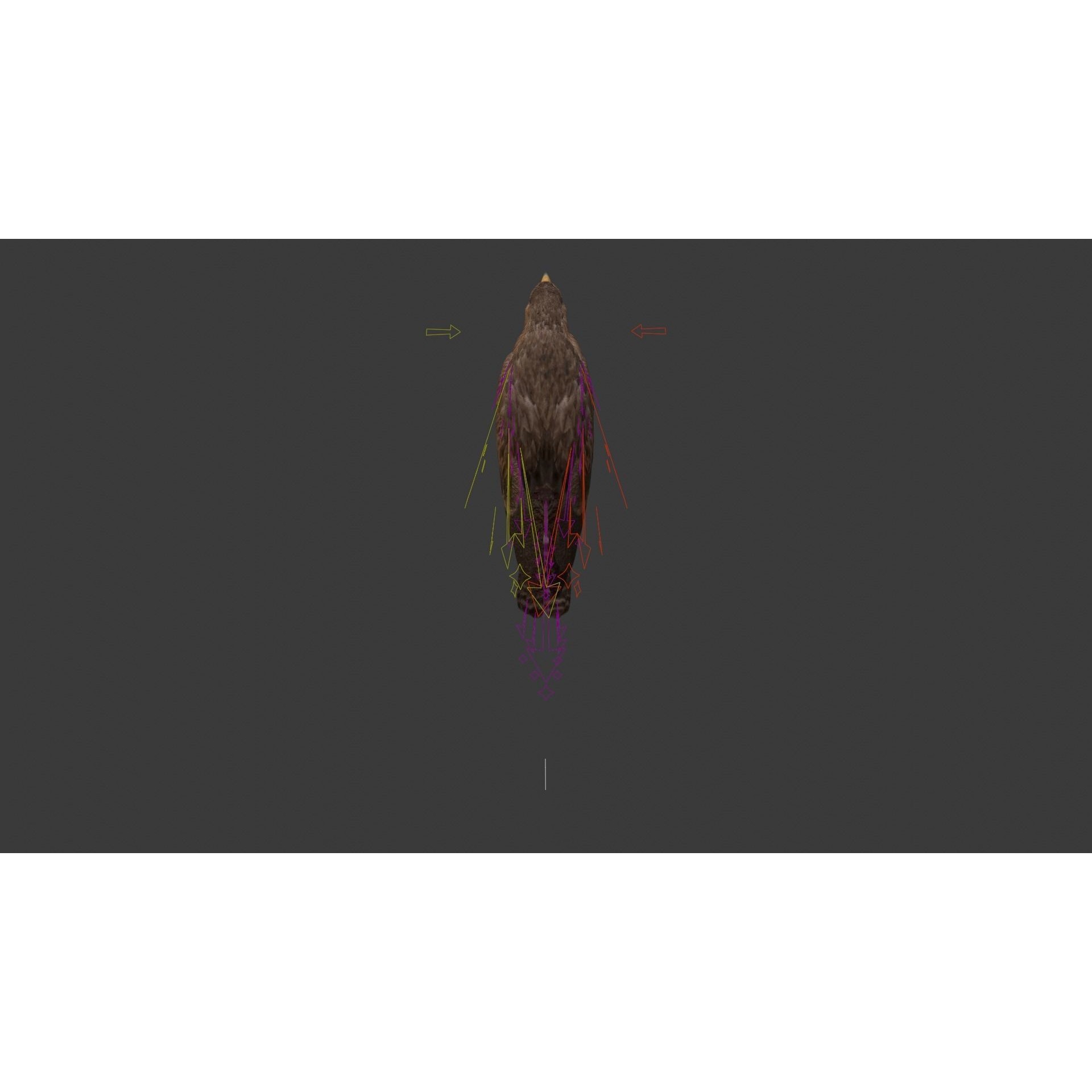 Aquila Nipalensis - Rigged Animated 3D Model - View 20