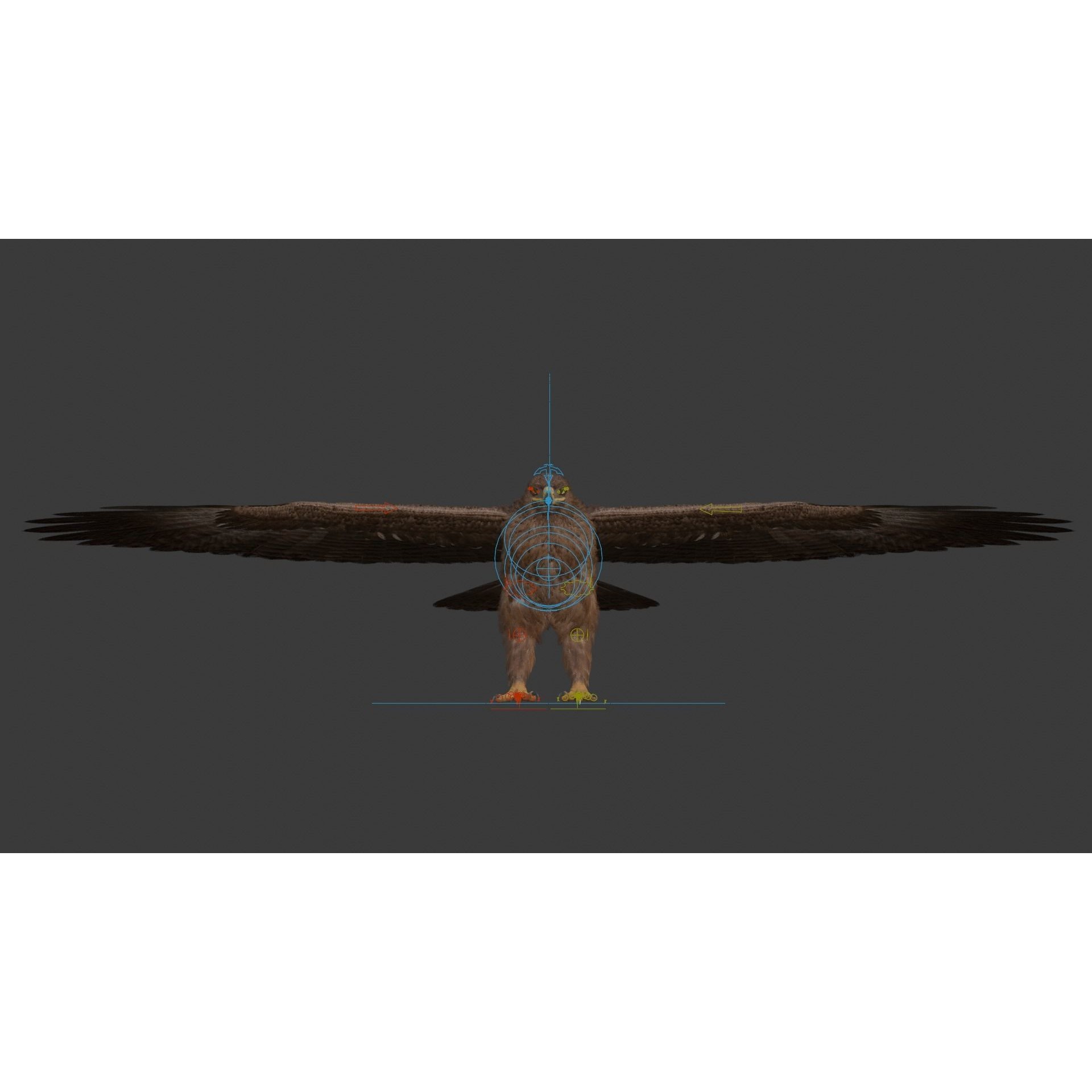 Aquila Nipalensis - Rigged Animated 3D Model - View 21