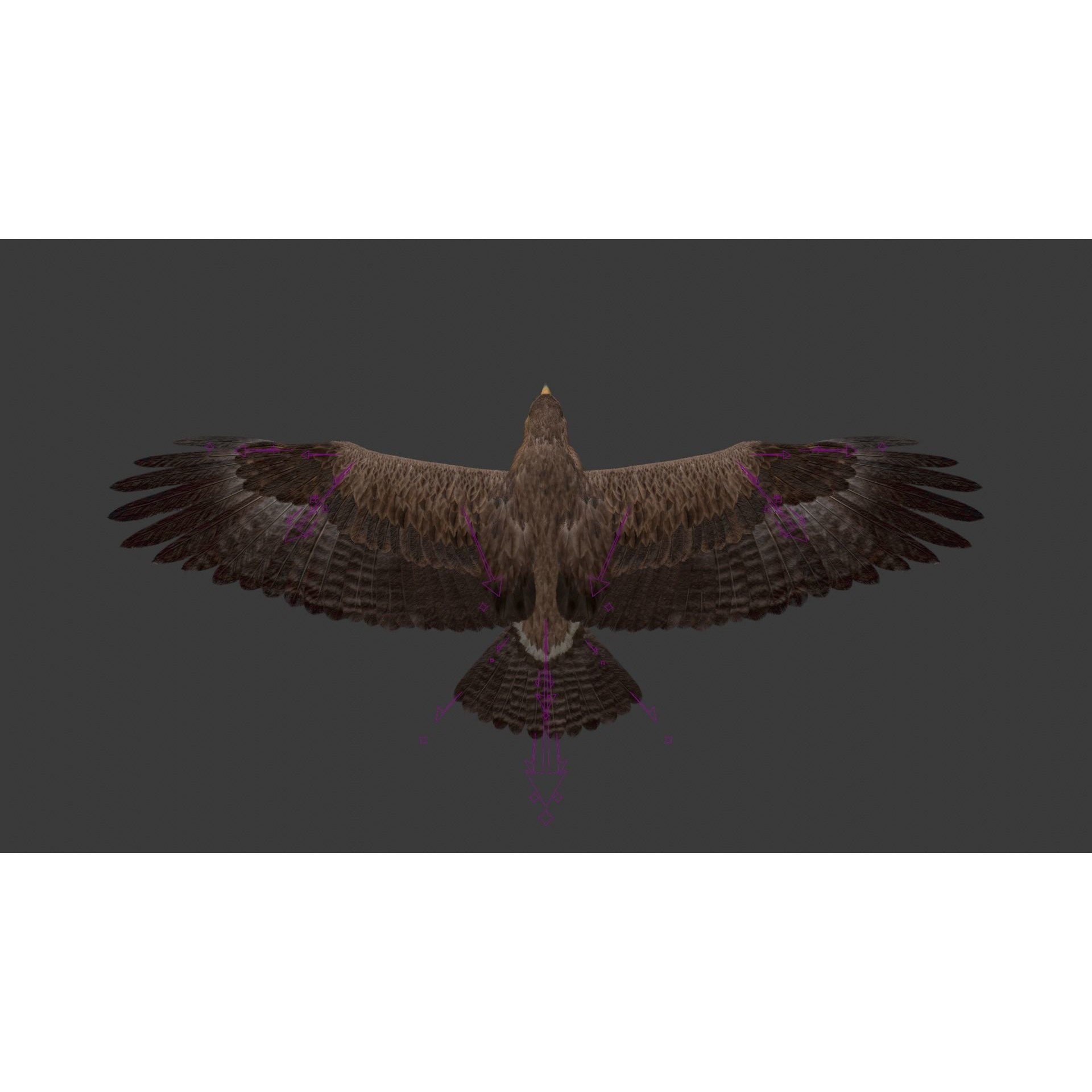 Aquila Nipalensis - Rigged Animated 3D Model - View 22