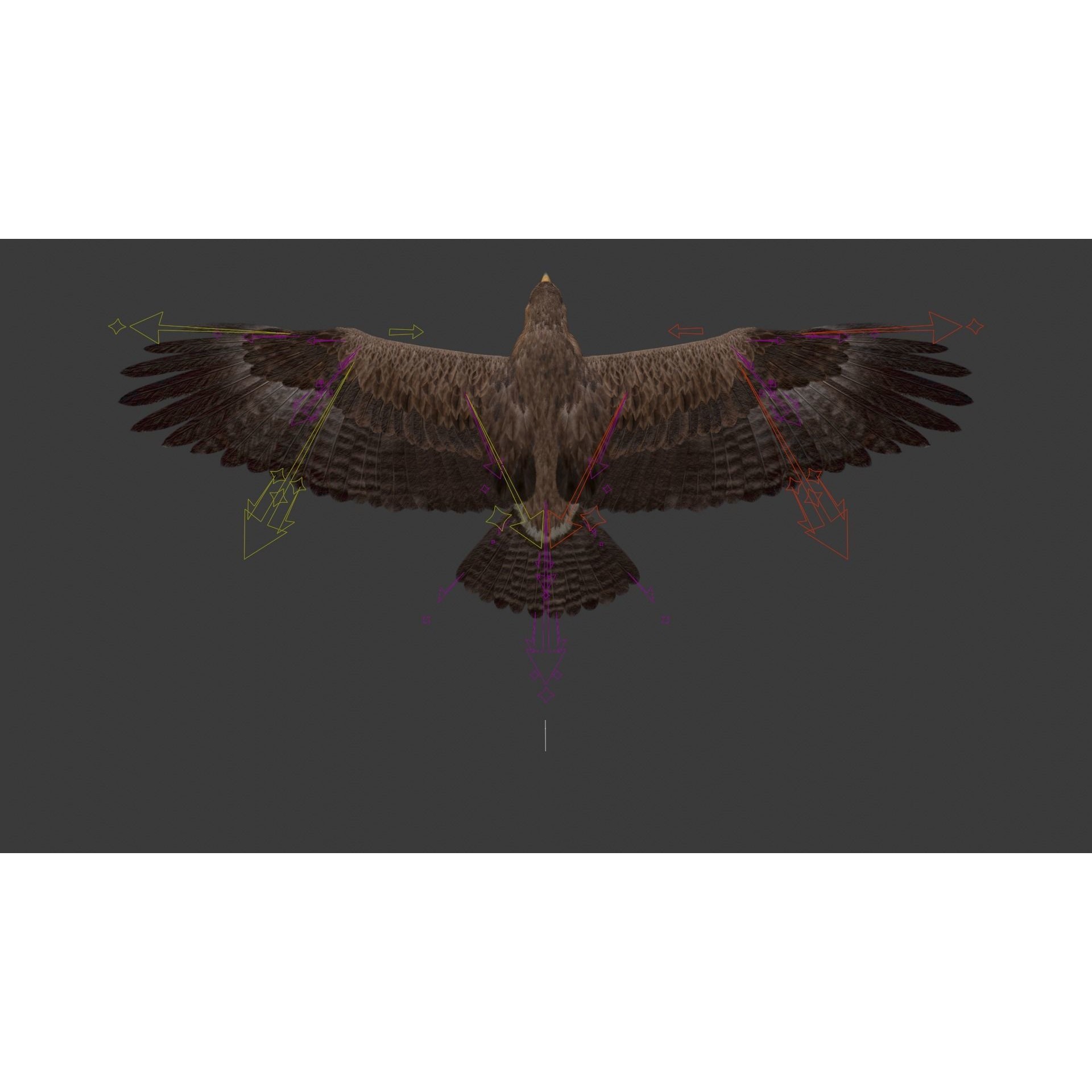 Aquila Nipalensis - Rigged Animated 3D Model - View 23