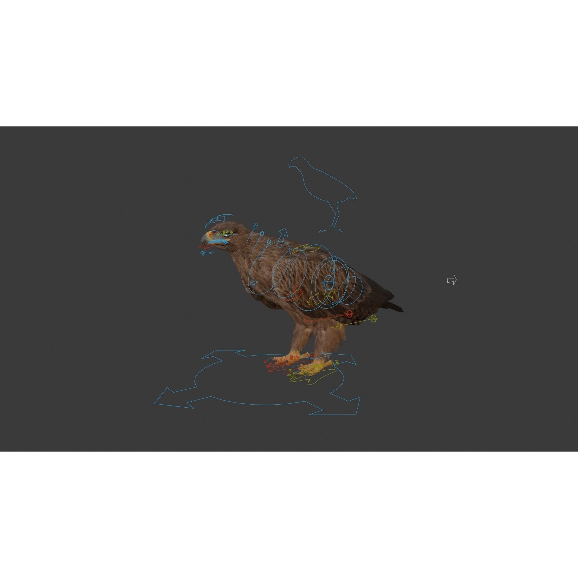 Aquila Nipalensis - Rigged Animated 3D Model - View 25