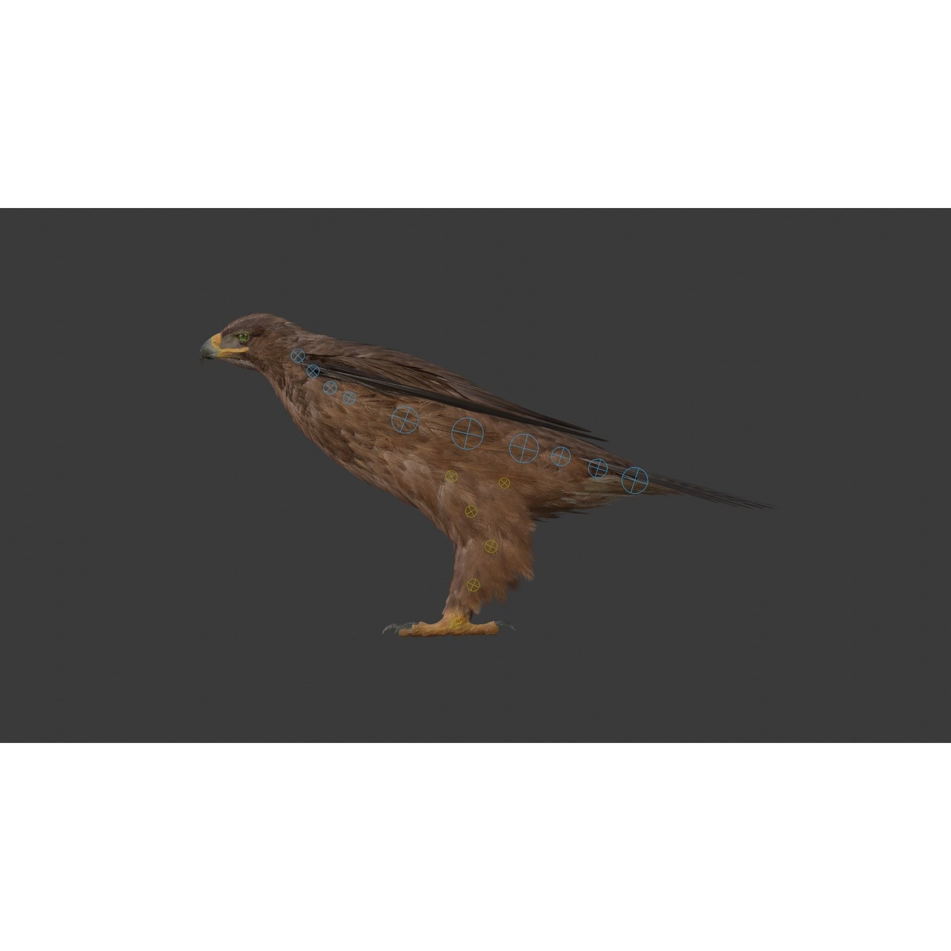 Aquila Nipalensis - Rigged Animated 3D Model - View 26