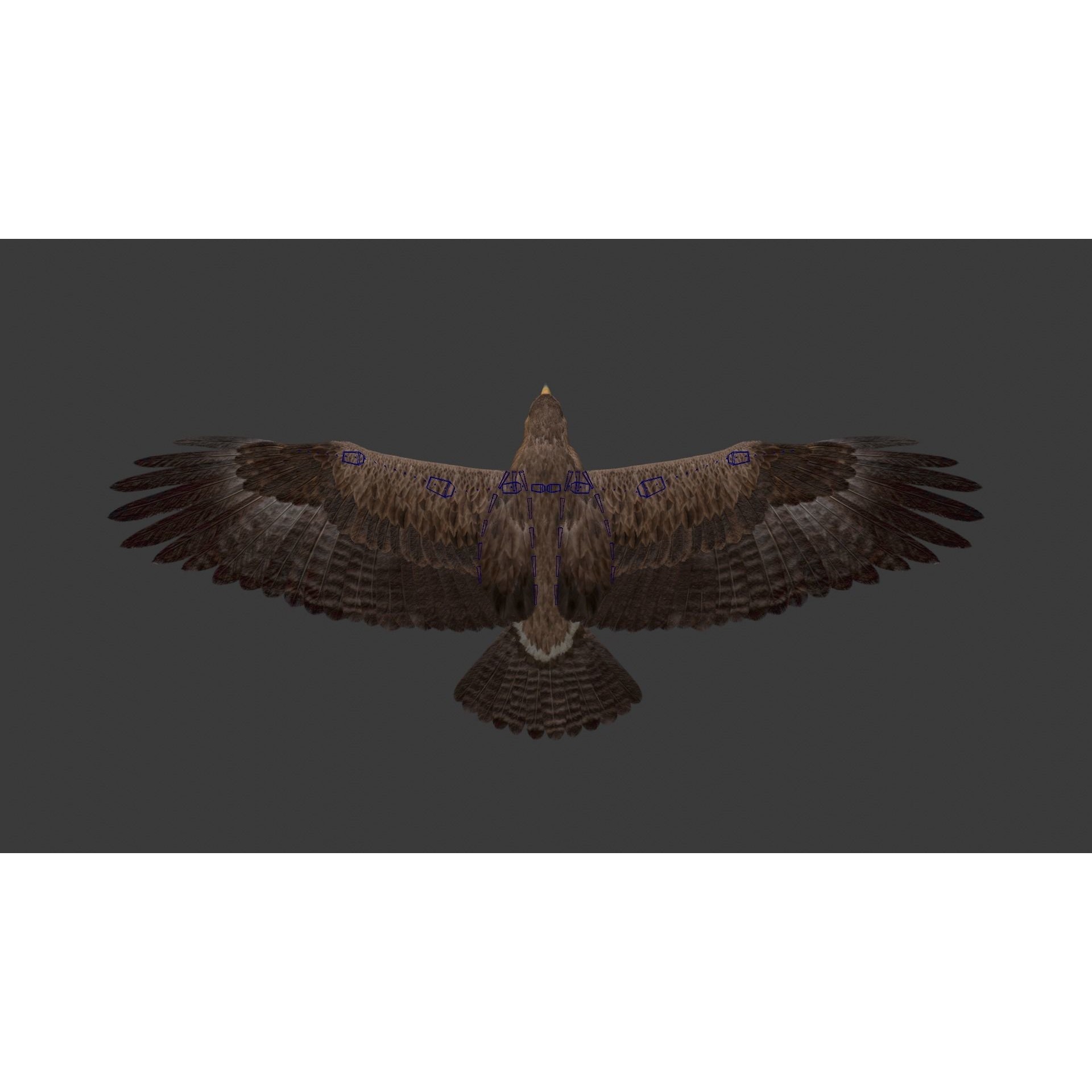 Aquila Nipalensis - Rigged Animated 3D Model - View 27