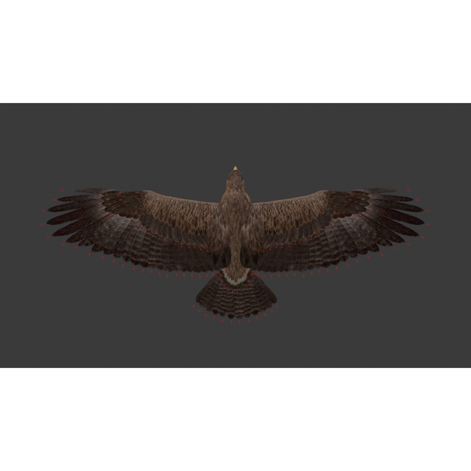 Aquila Nipalensis - Rigged Animated 3D Model - View 29