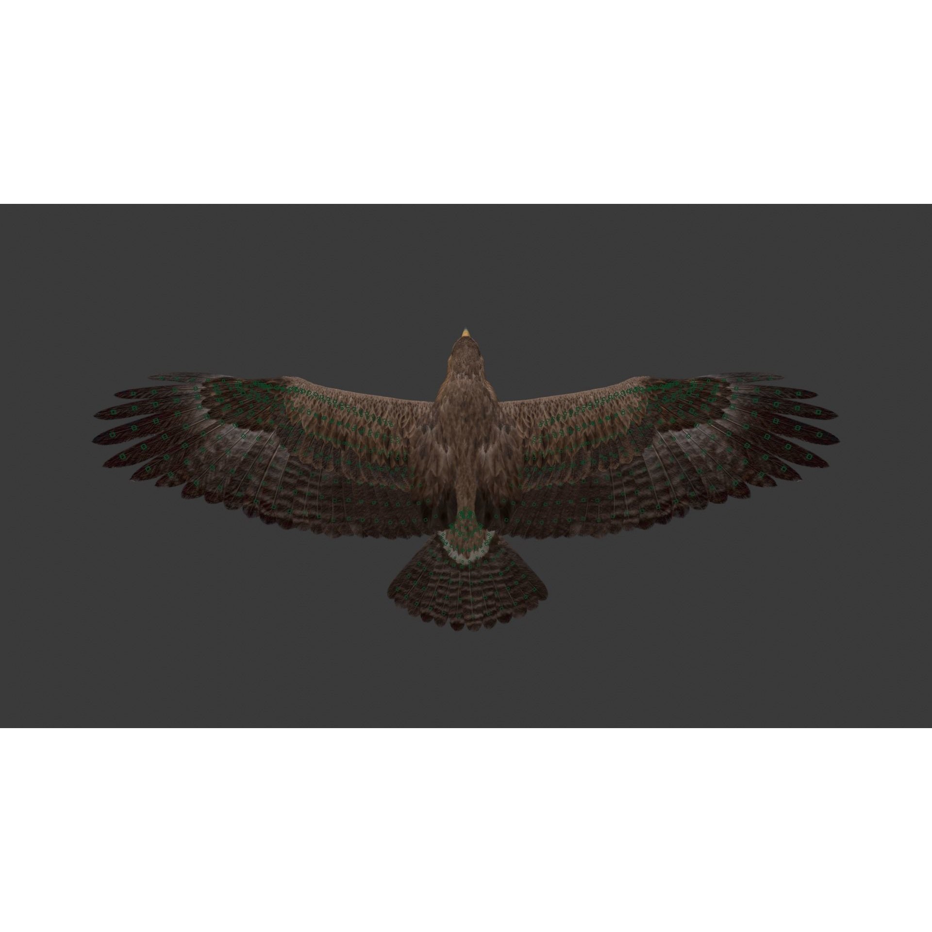 Aquila Nipalensis - Rigged Animated 3D Model - View 30