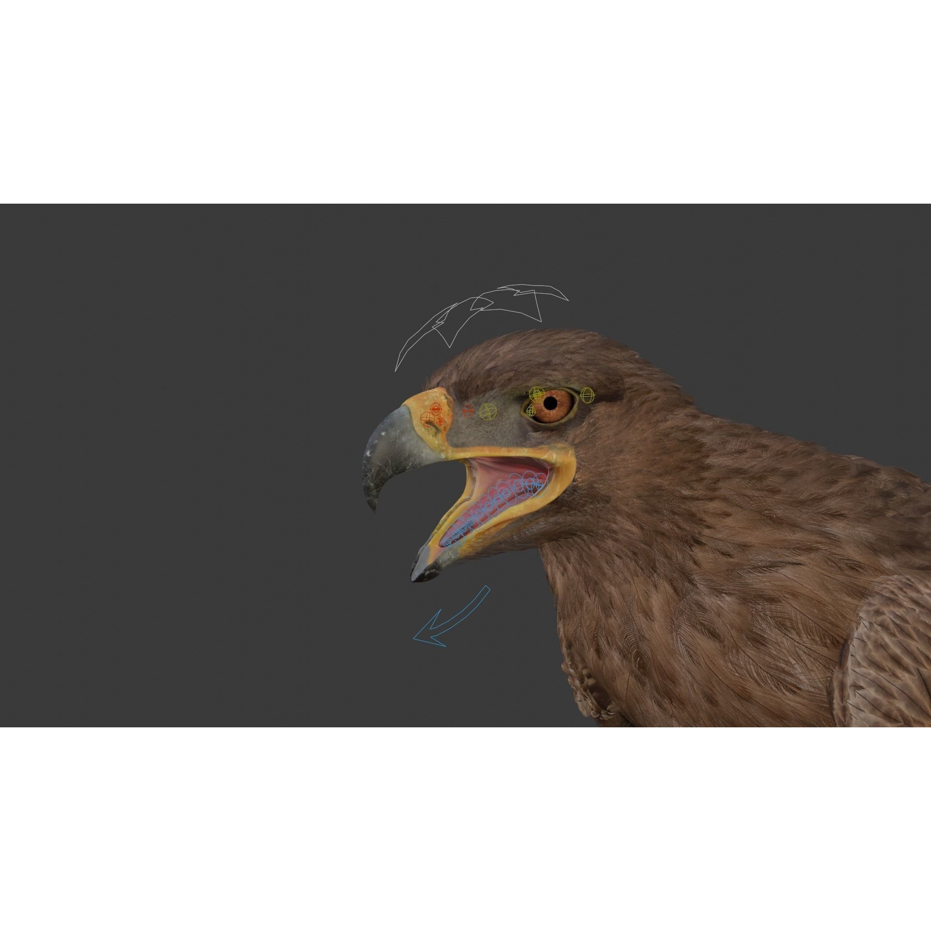 Aquila Nipalensis - Rigged Animated 3D Model - View 31