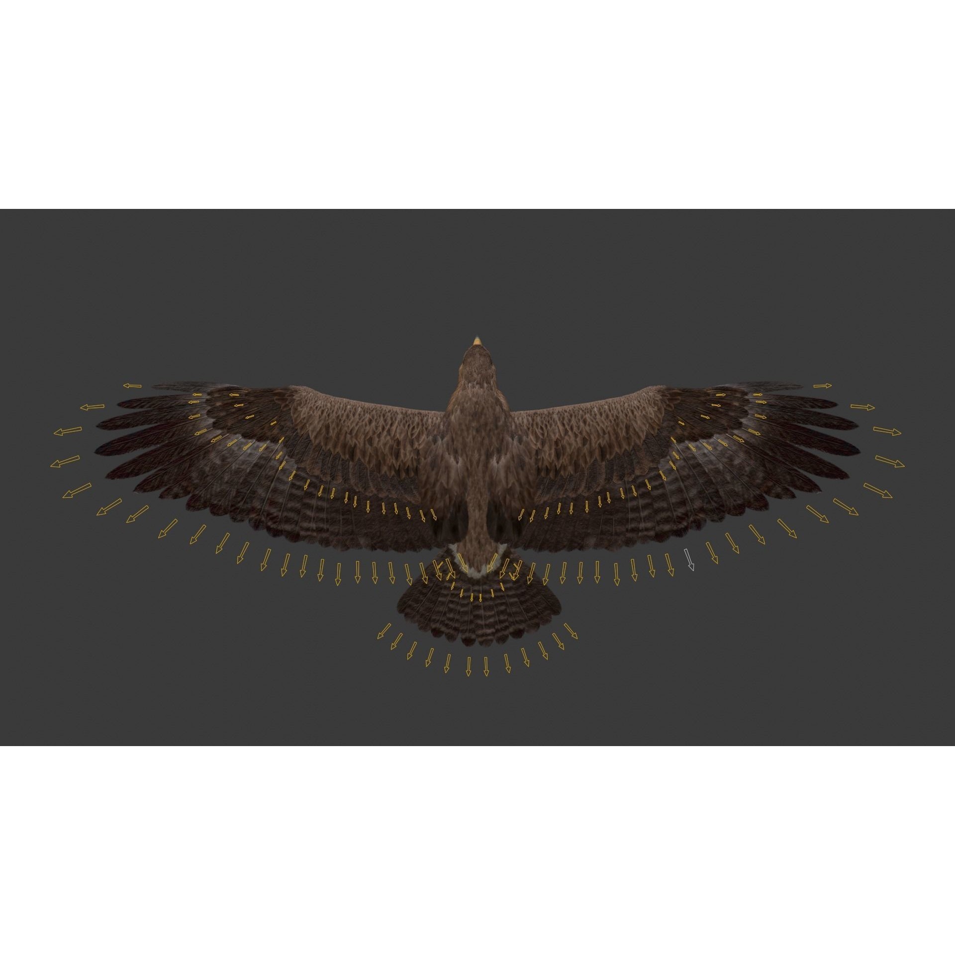 Aquila Nipalensis - Rigged Animated 3D Model - View 32
