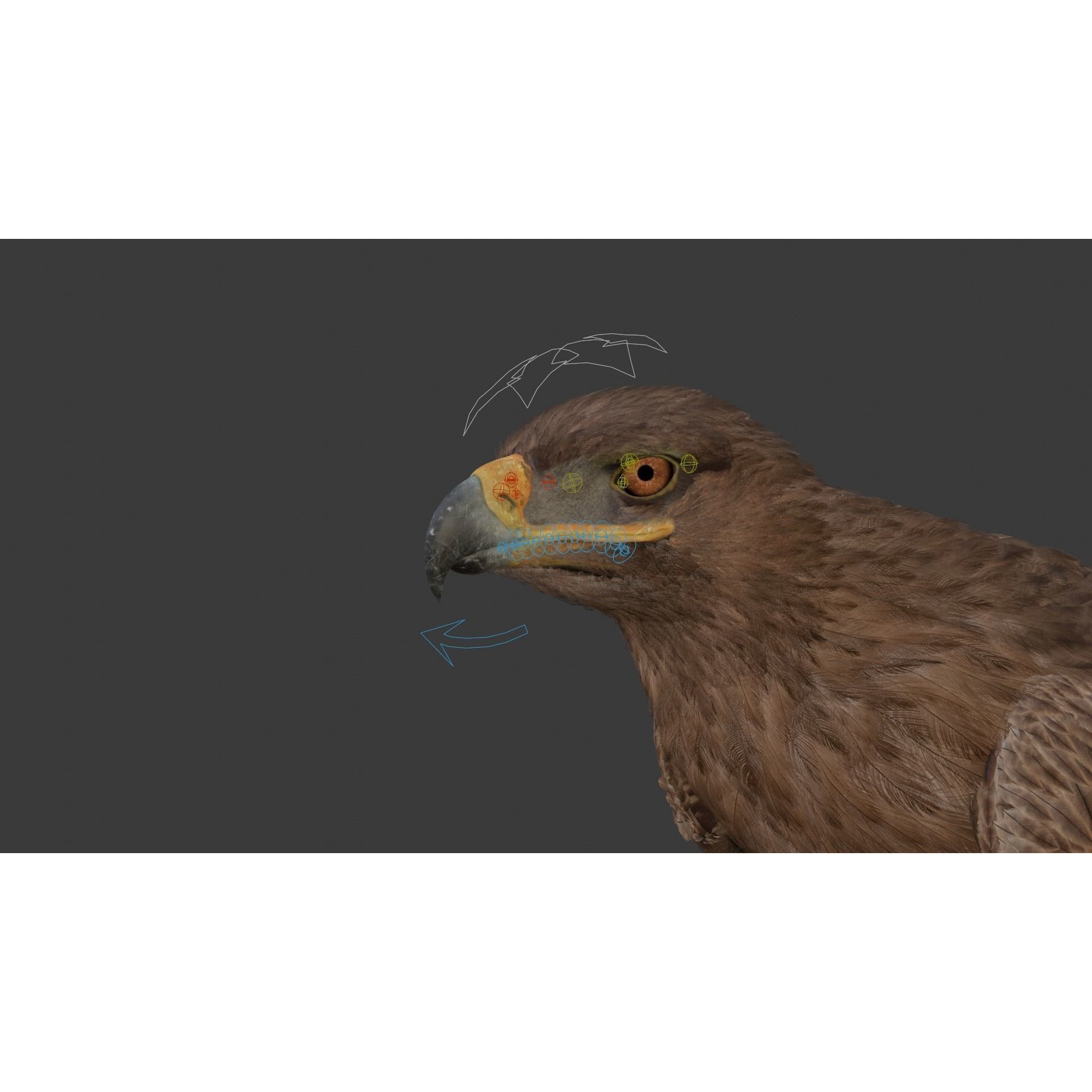 Aquila Nipalensis - Rigged Animated 3D Model - View 33