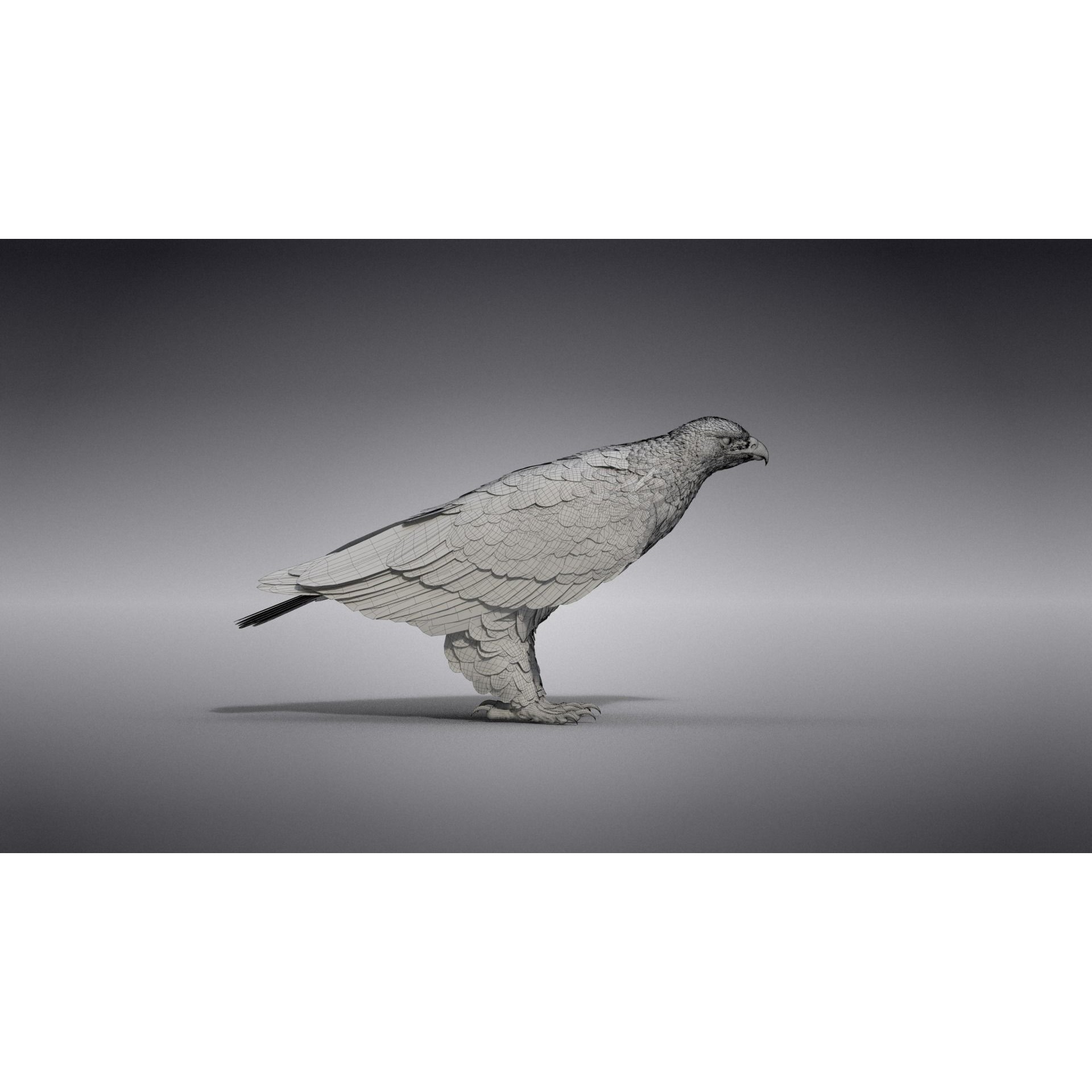 Aquila Nipalensis - Rigged Animated 3D Model - View 34