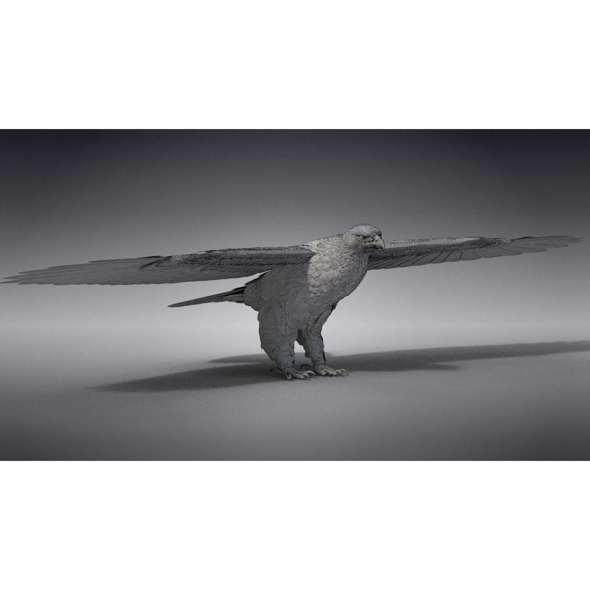 Aquila Nipalensis - Rigged Animated 3D Model - View 35