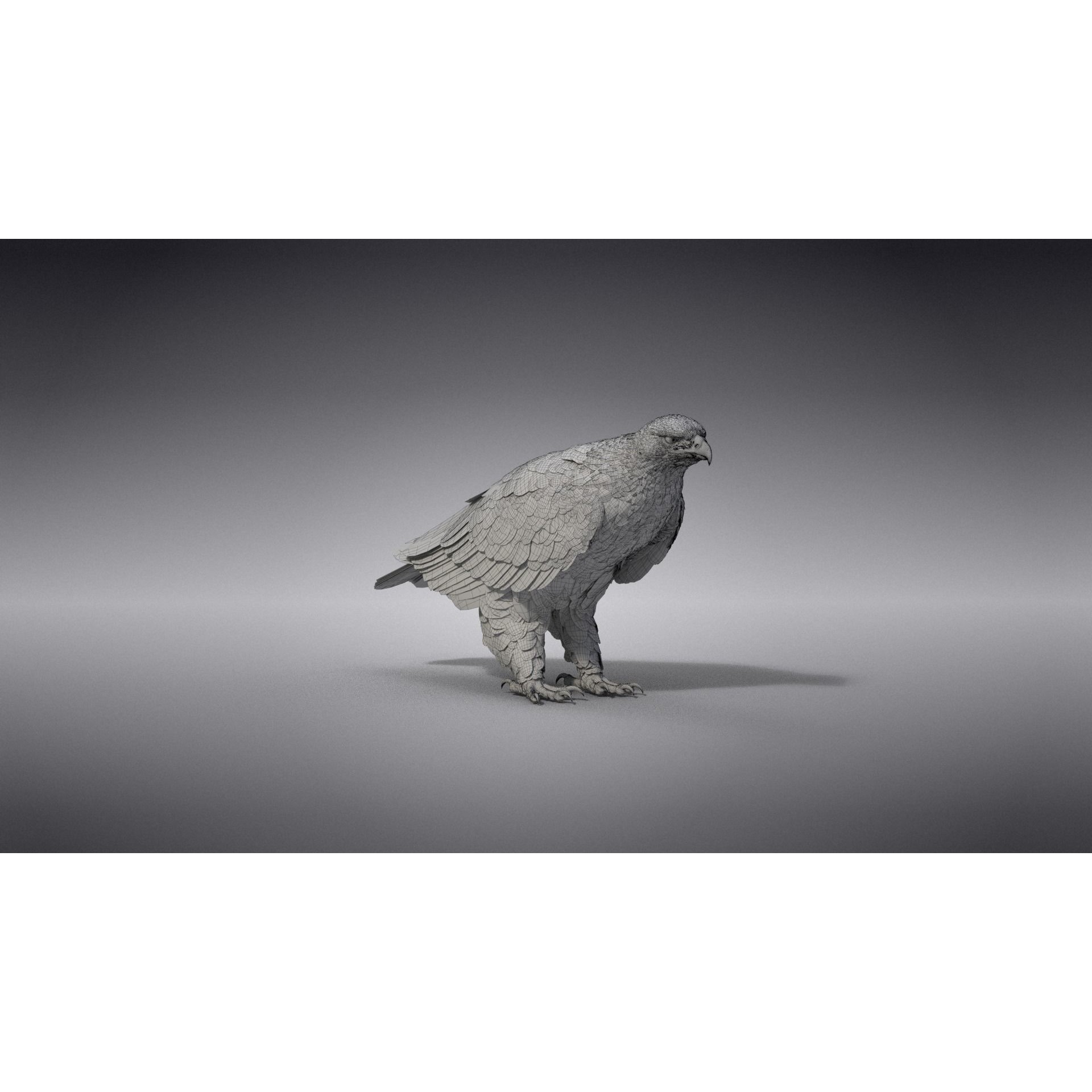 Aquila Nipalensis - Rigged Animated 3D Model - View 36