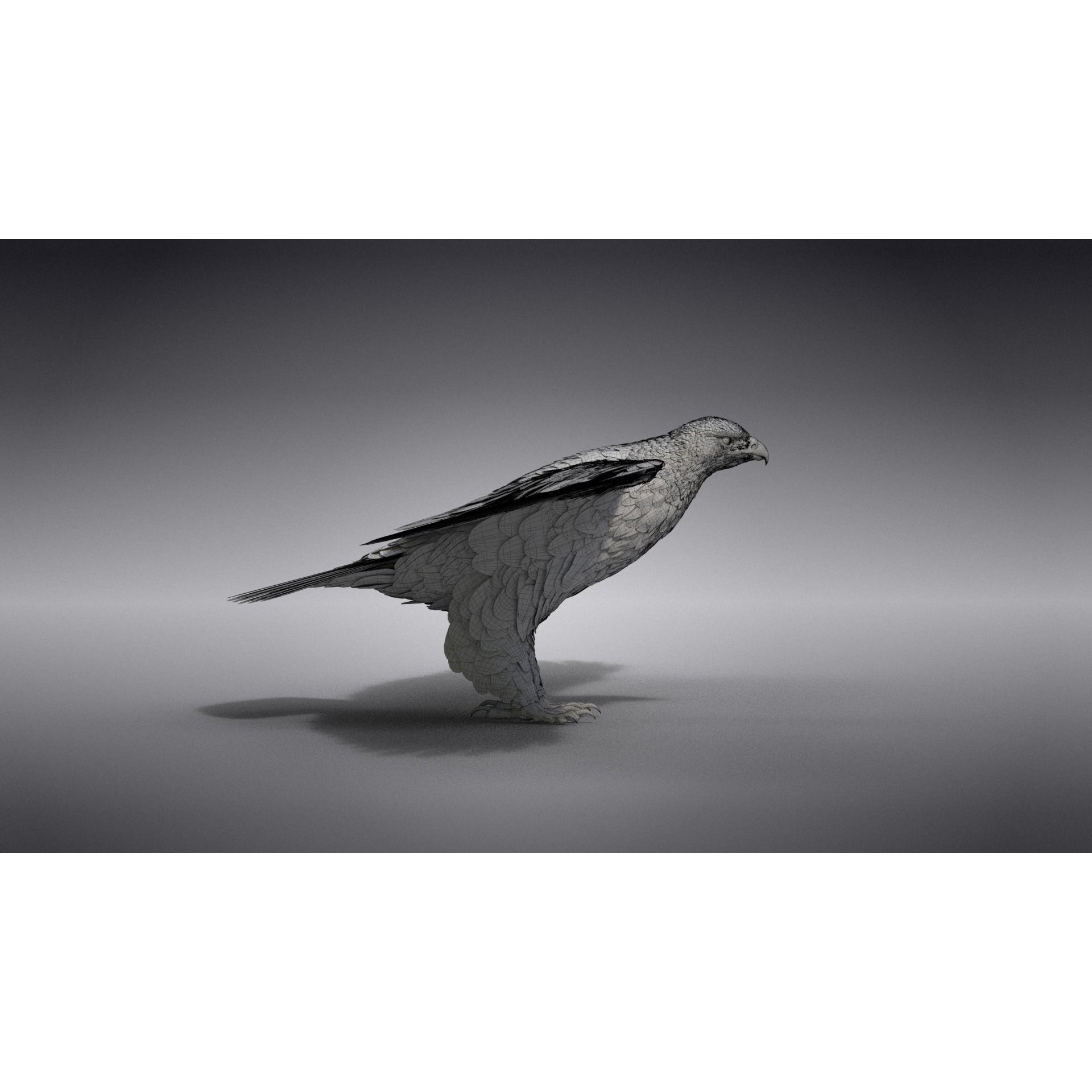 Aquila Nipalensis - Rigged Animated 3D Model - View 37