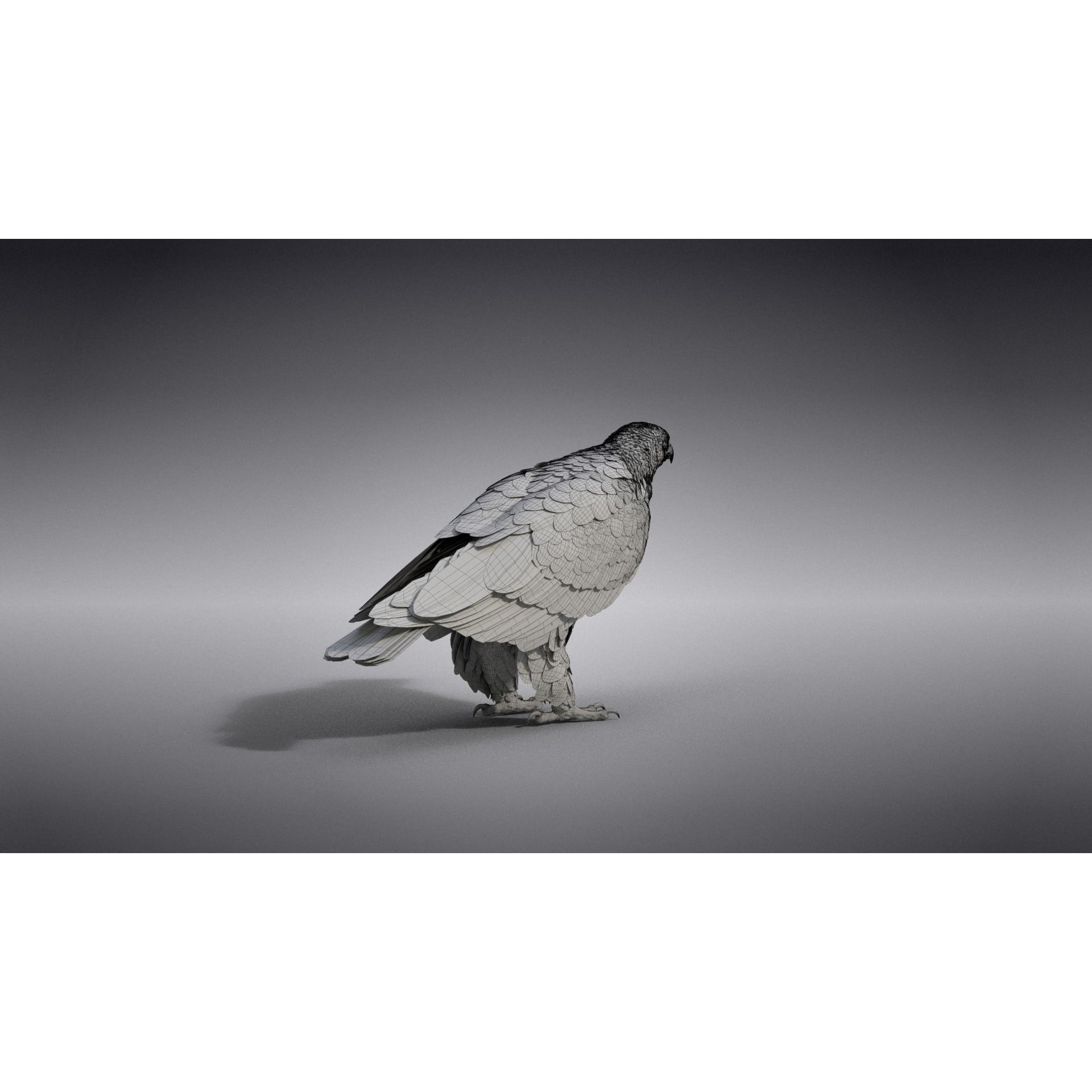 Aquila Nipalensis - Rigged Animated 3D Model - View 38