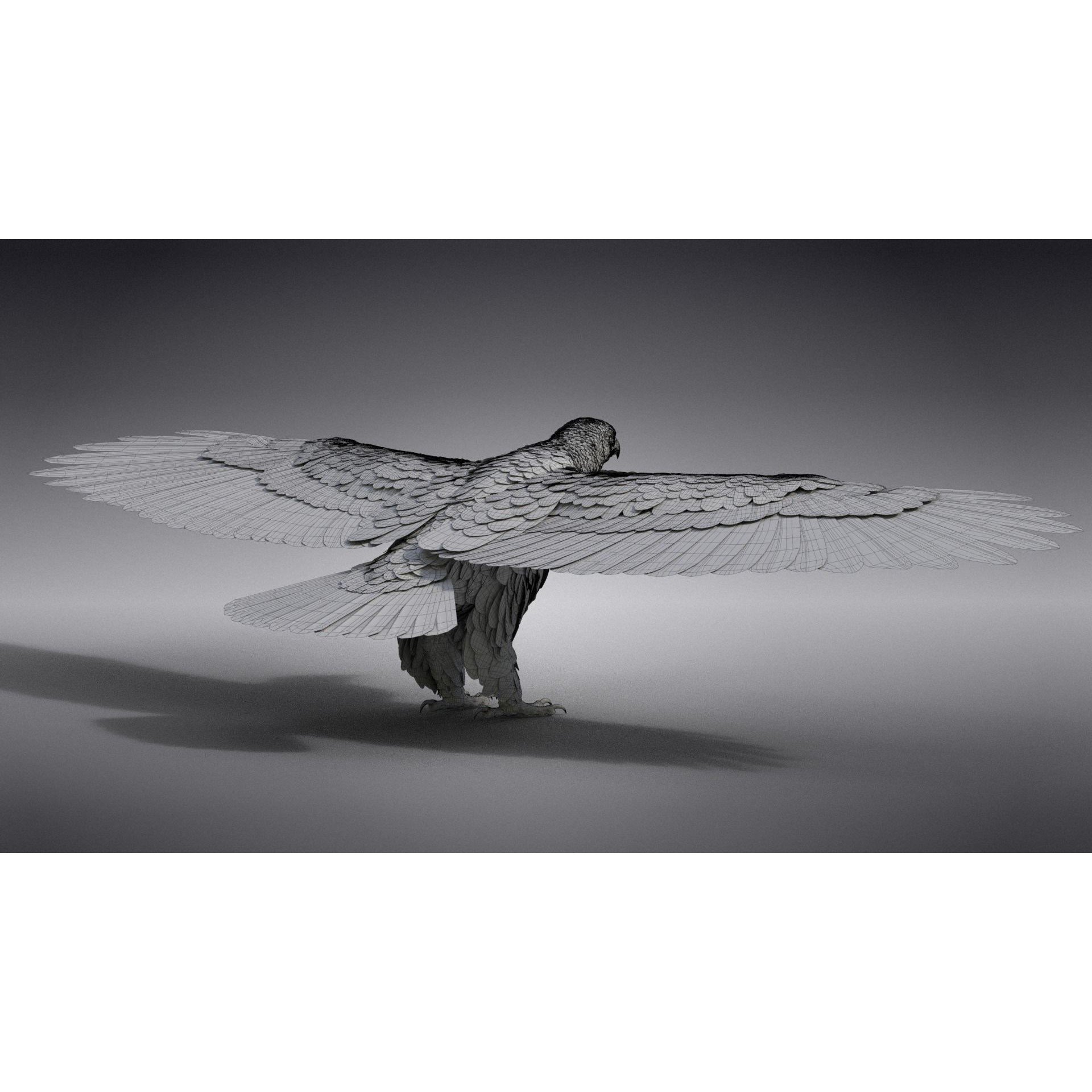 Aquila Nipalensis - Rigged Animated 3D Model - View 39