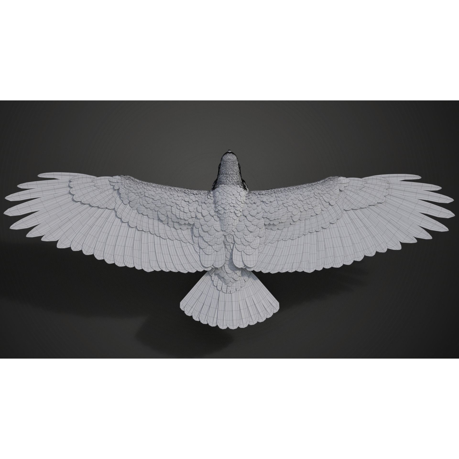 Aquila Nipalensis - Rigged Animated 3D Model - View 40