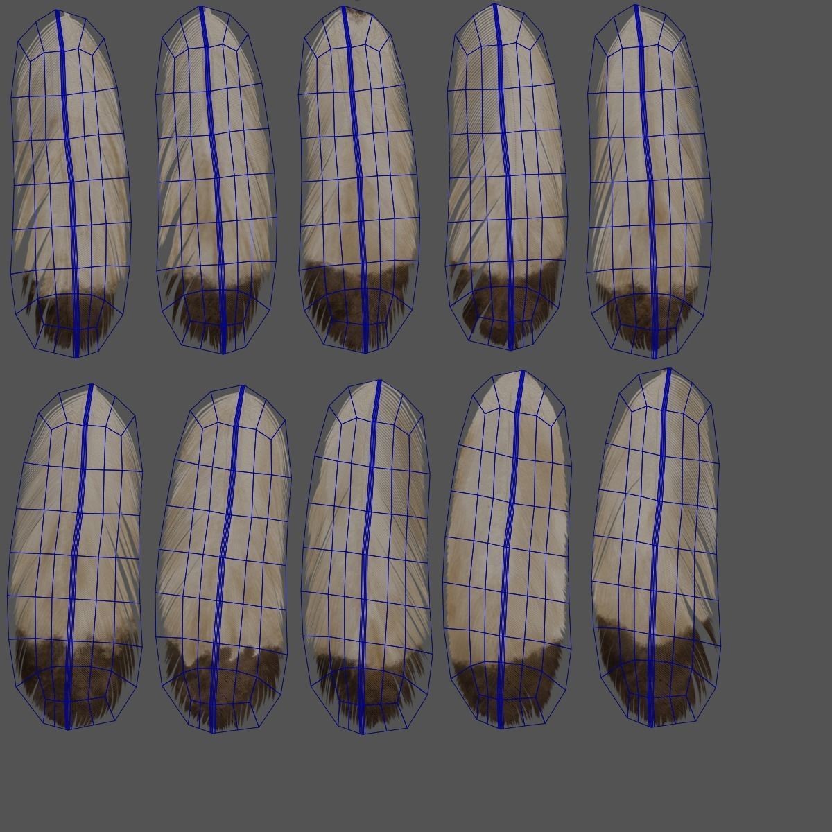 Aquila Nipalensis - Rigged Animated 3D Model - View 42