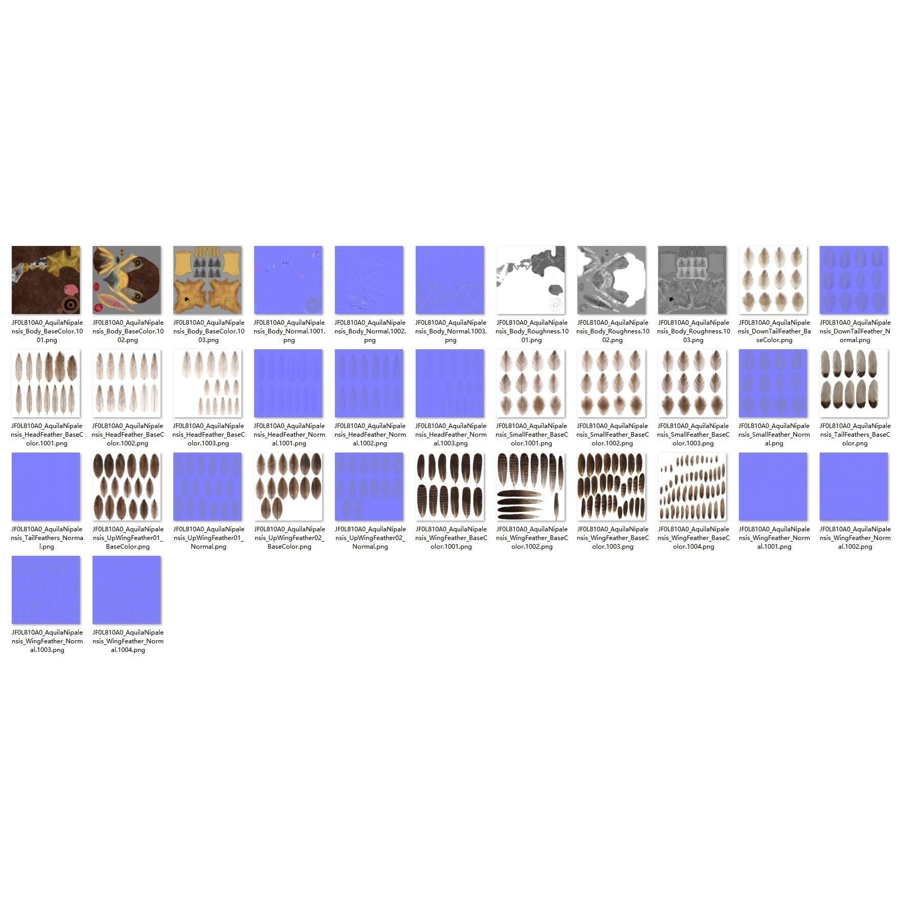 Aquila Nipalensis - Rigged Animated 3D Model - View 48