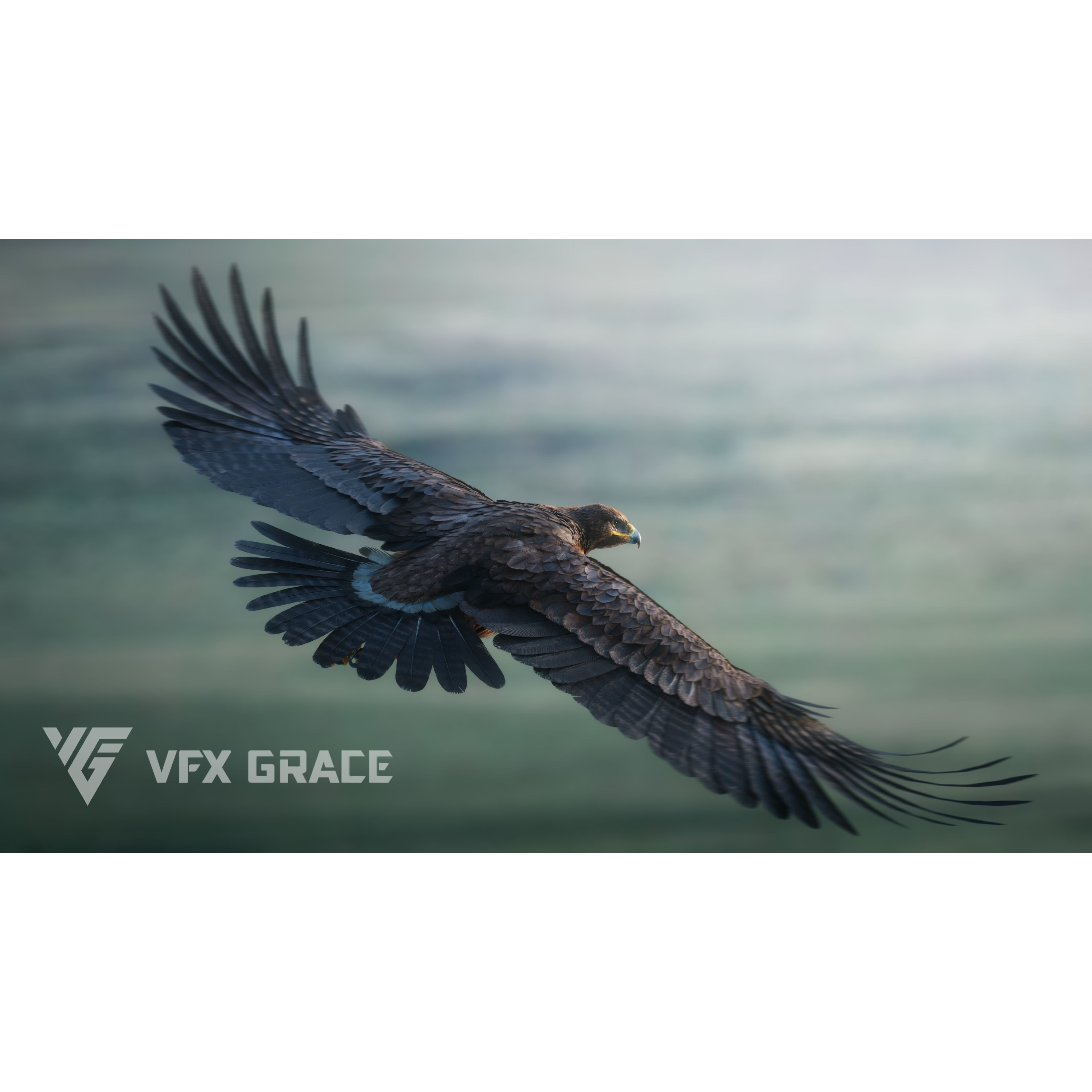 Aquila Nipalensis - Rigged Animated 3D Model - View 5