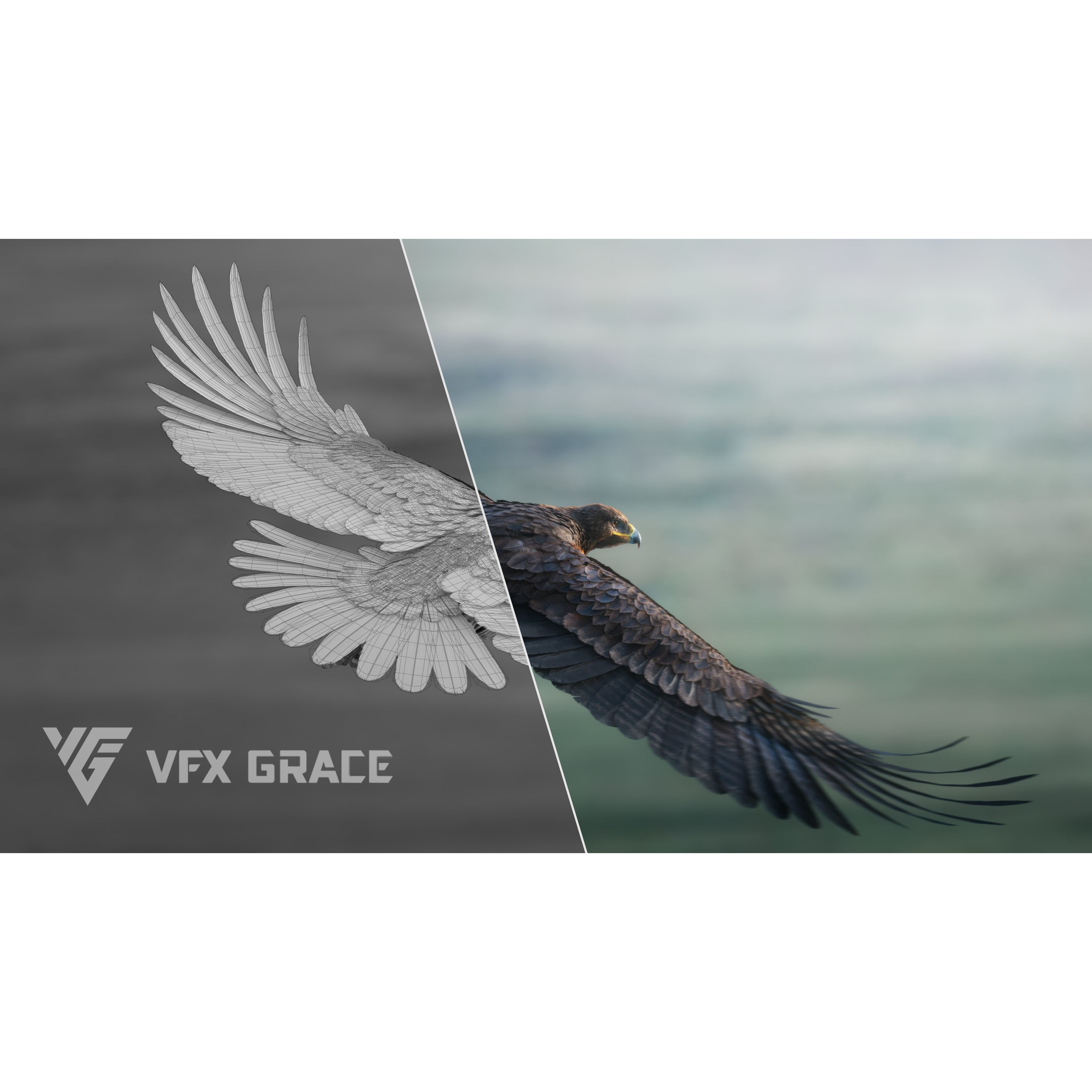 Aquila Nipalensis - Rigged Animated 3D Model - View 6