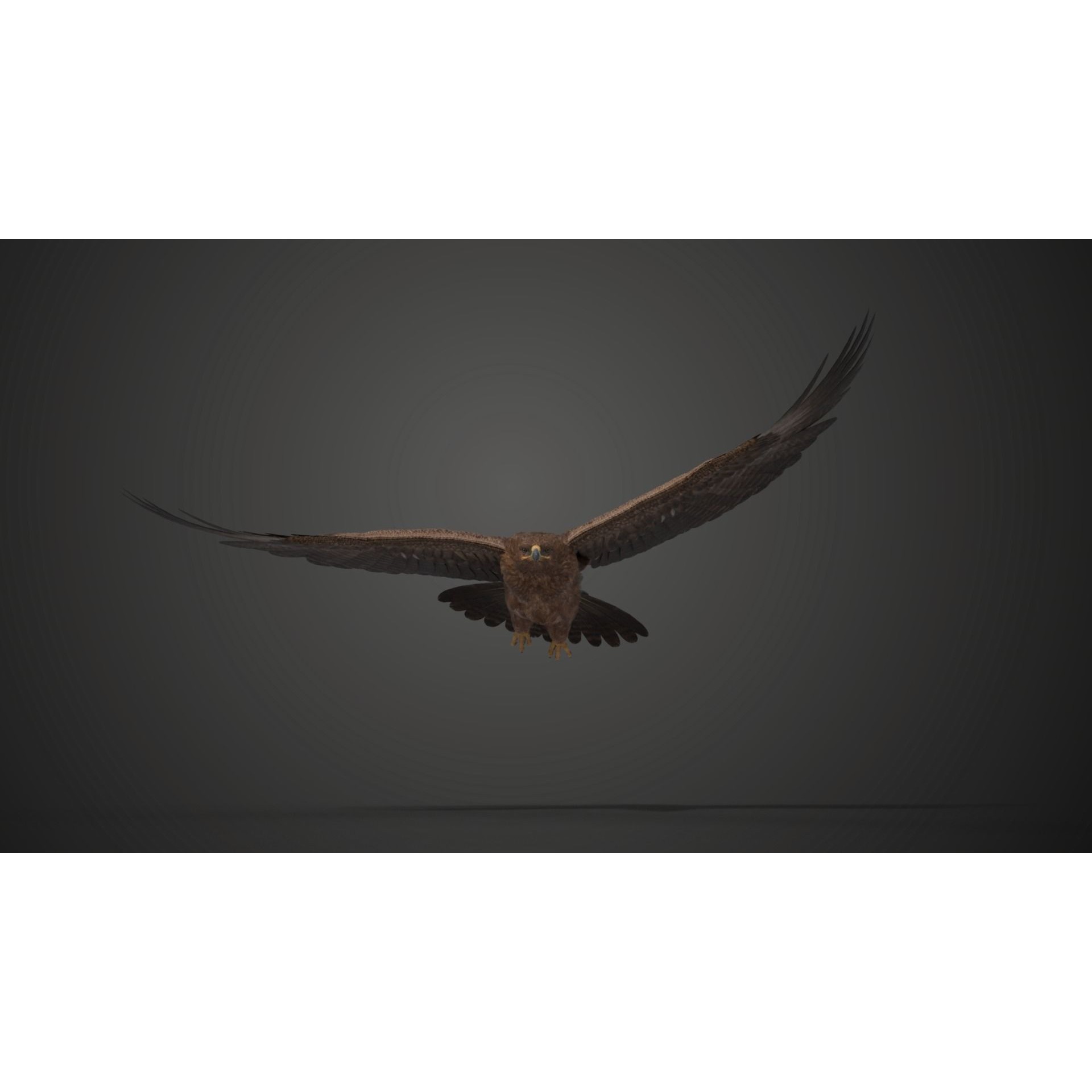 Aquila Nipalensis - Rigged Animated 3D Model - View 7