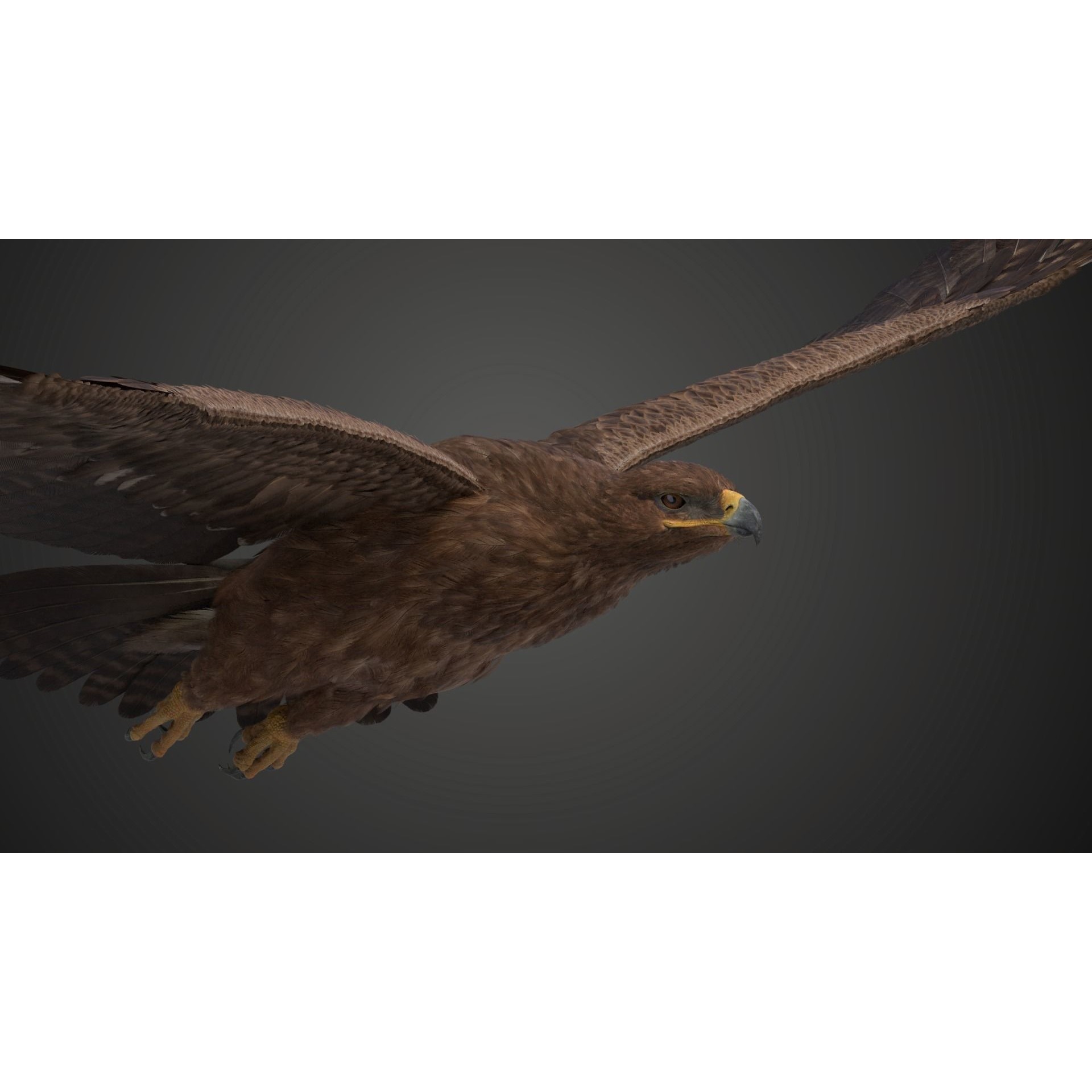 Aquila Nipalensis - Rigged Animated 3D Model - View 8