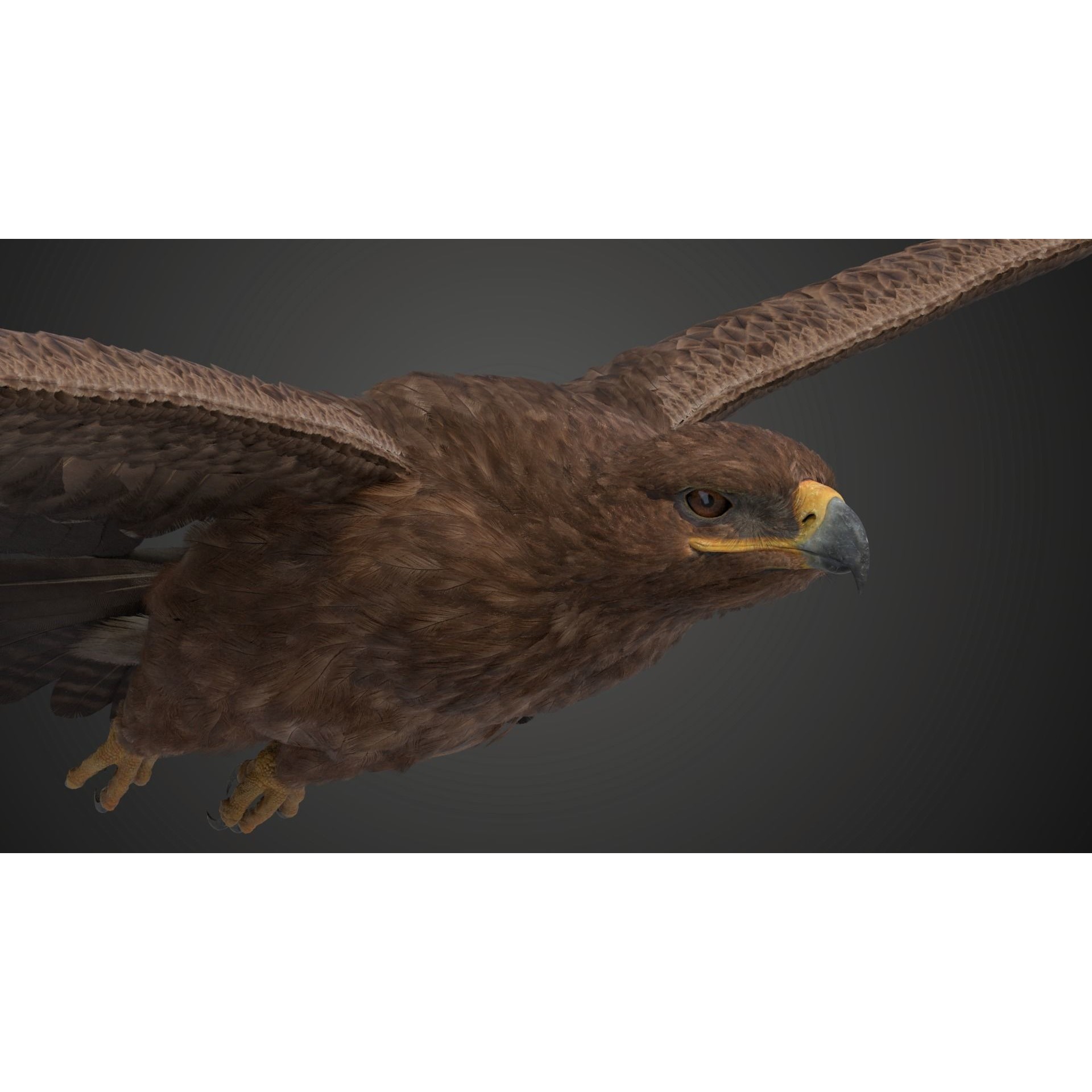 Aquila Nipalensis - Rigged Animated 3D Model - View 9