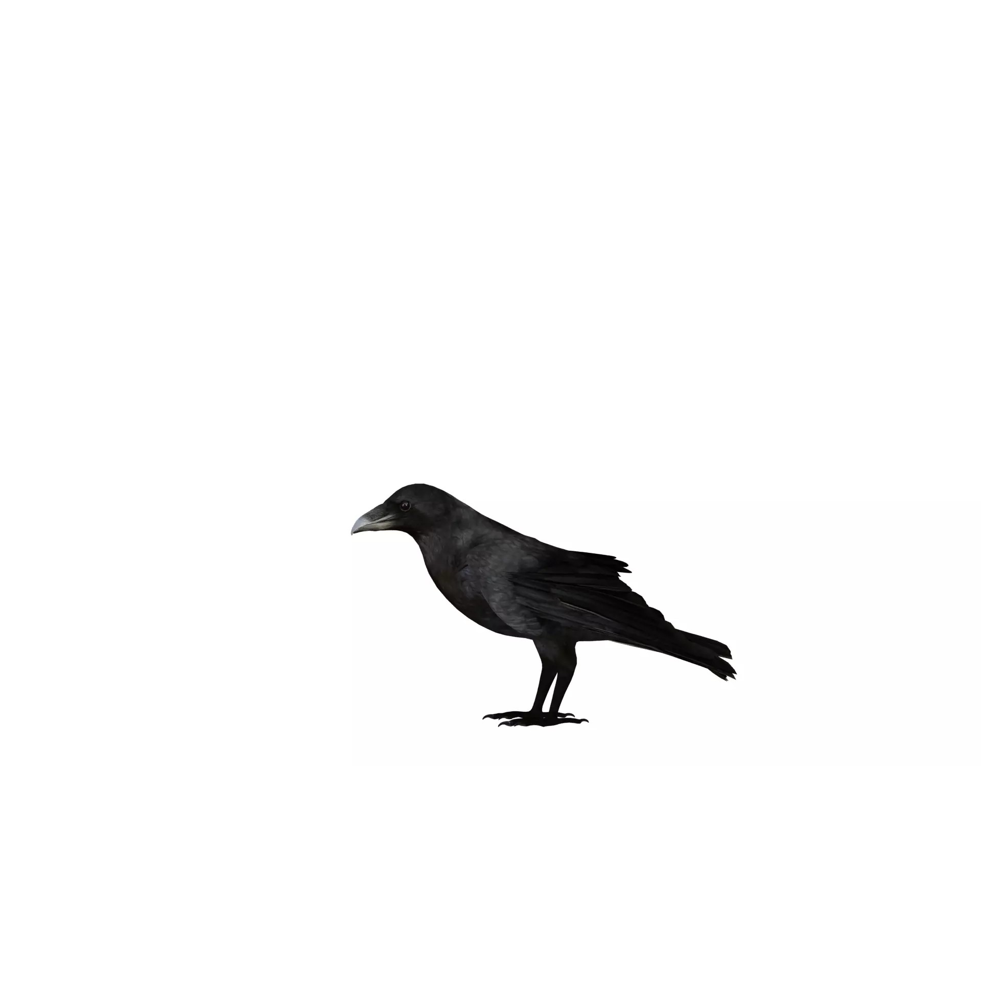 European Common Raven - Low-Poly Game-Ready 3D Model