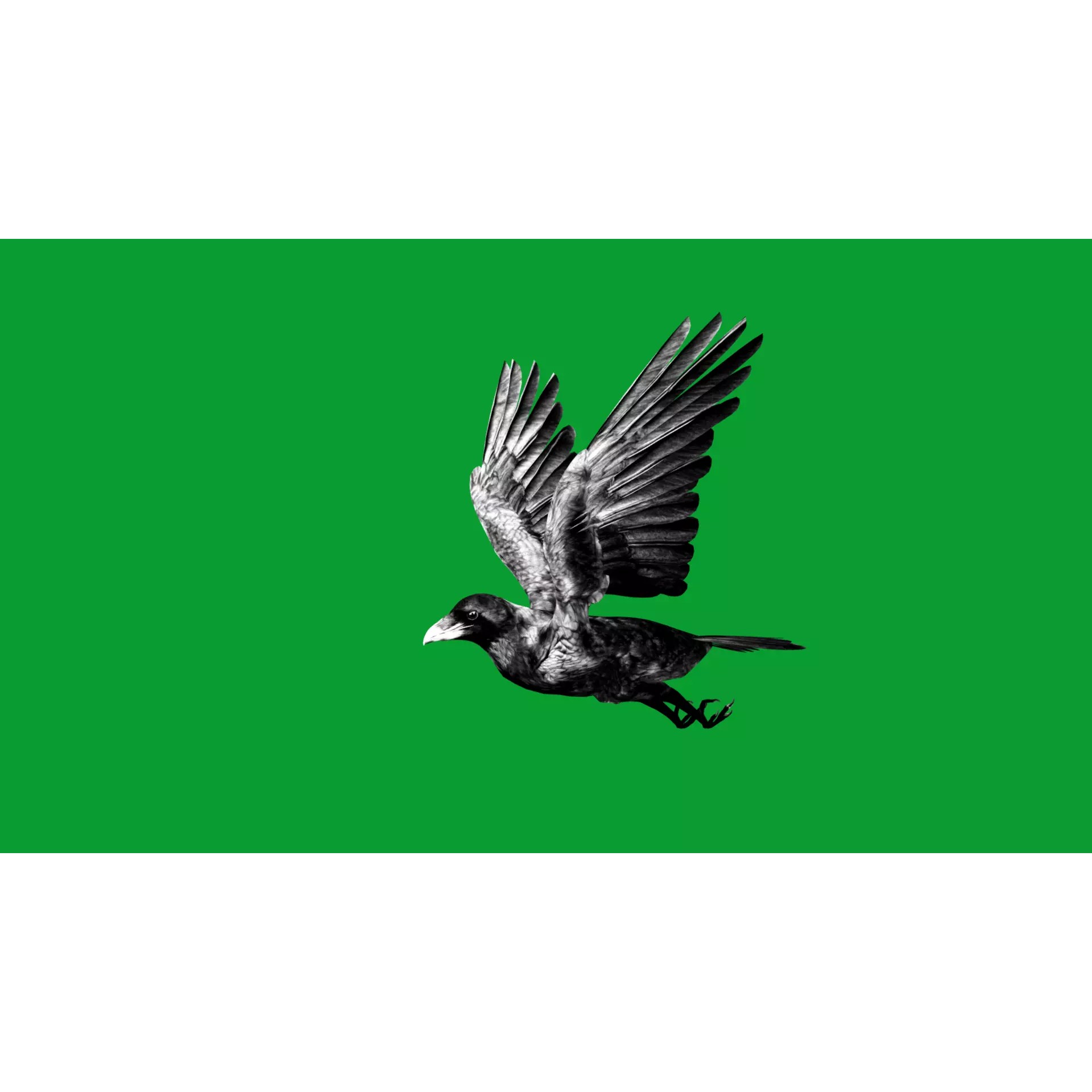 European Common Raven - Low-Poly Game-Ready 3D Model - View 11