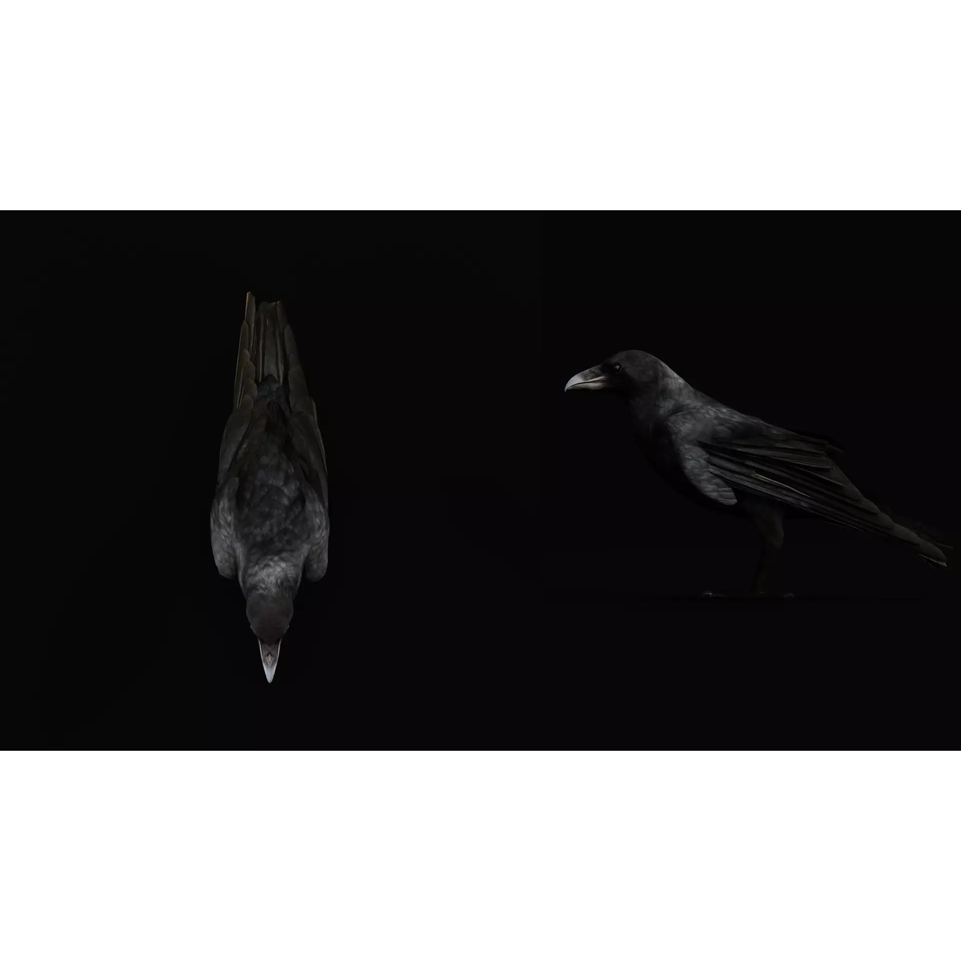 European Common Raven - Low-Poly Game-Ready 3D Model - View 14