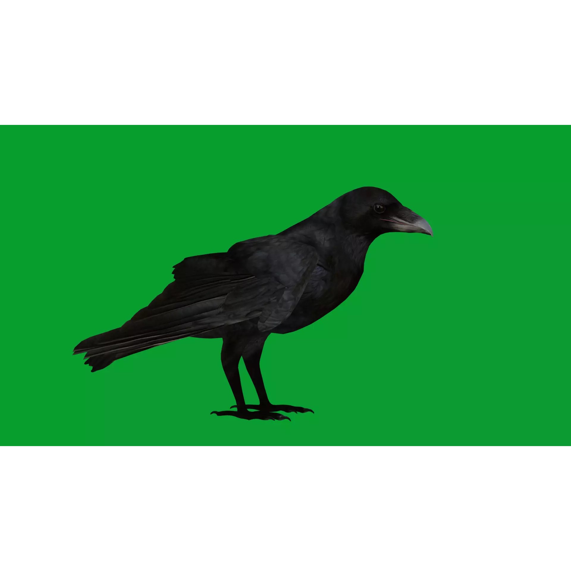European Common Raven - Low-Poly Game-Ready 3D Model - View 22